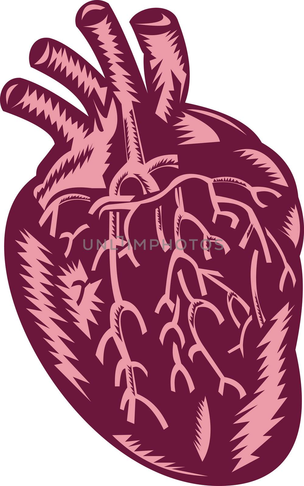 illustration of the human heart done in woodcut style.