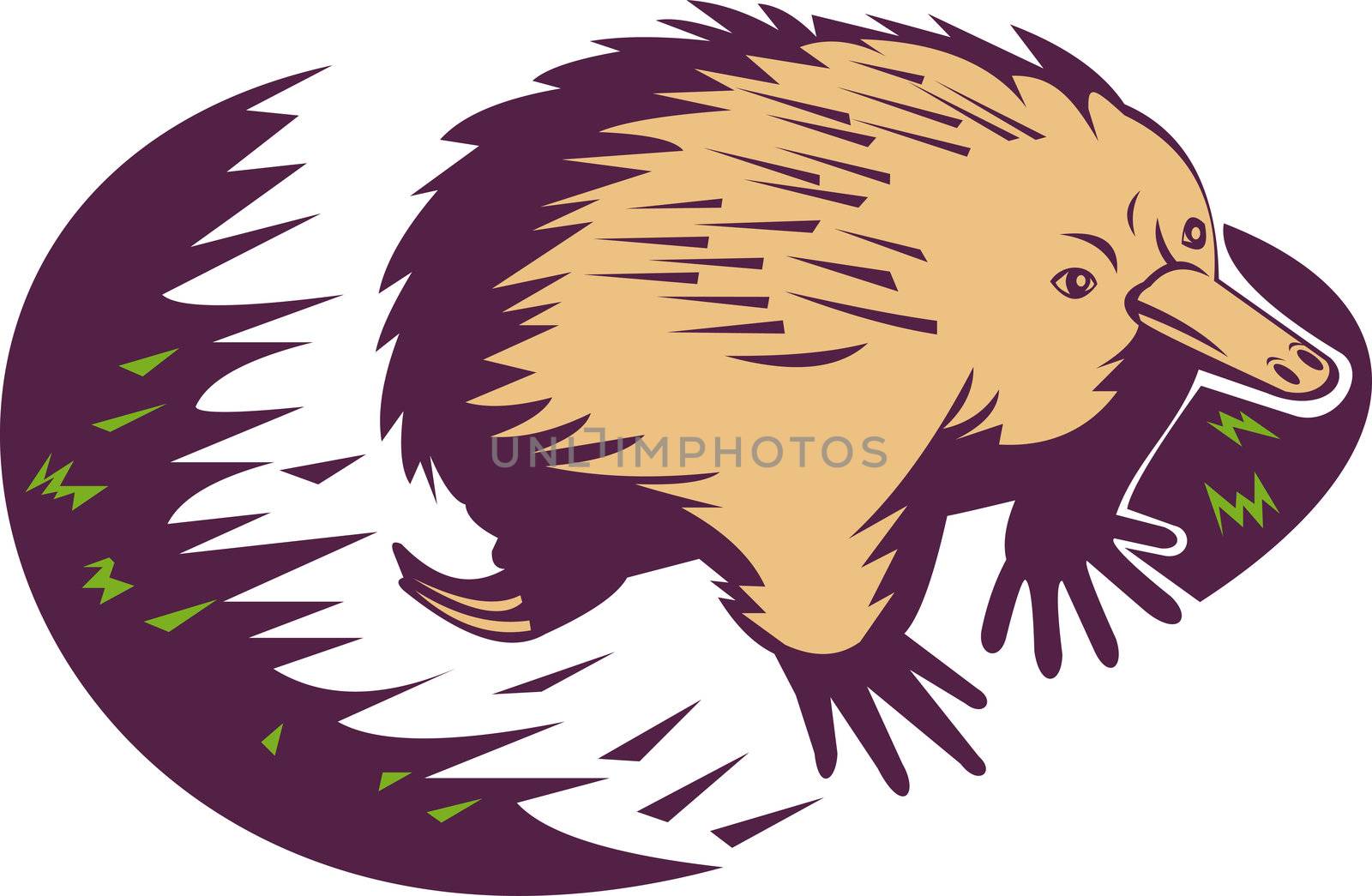illustration of a spiny anteater or echidna