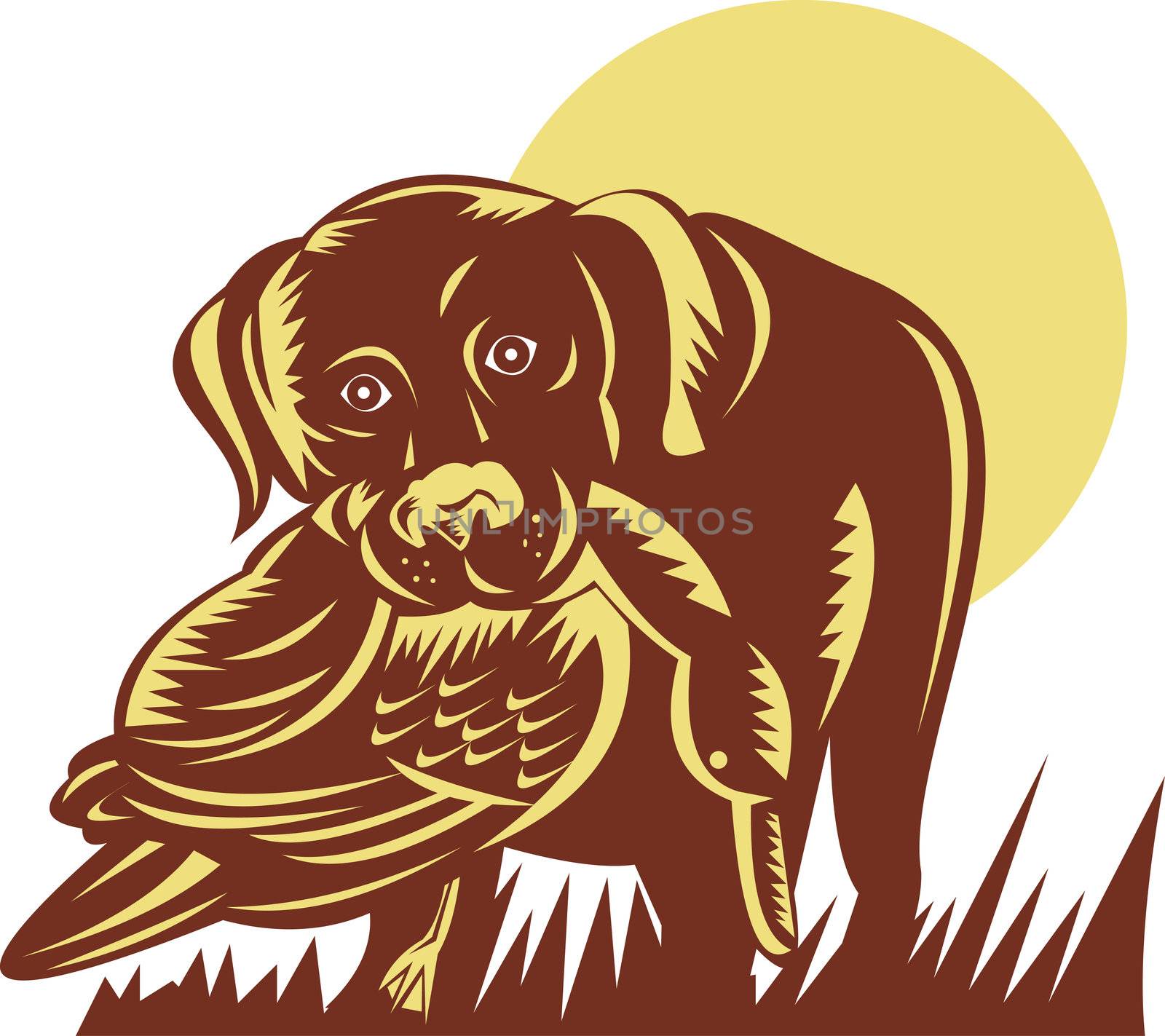 illustration of a trained gun dog retrieving a duck