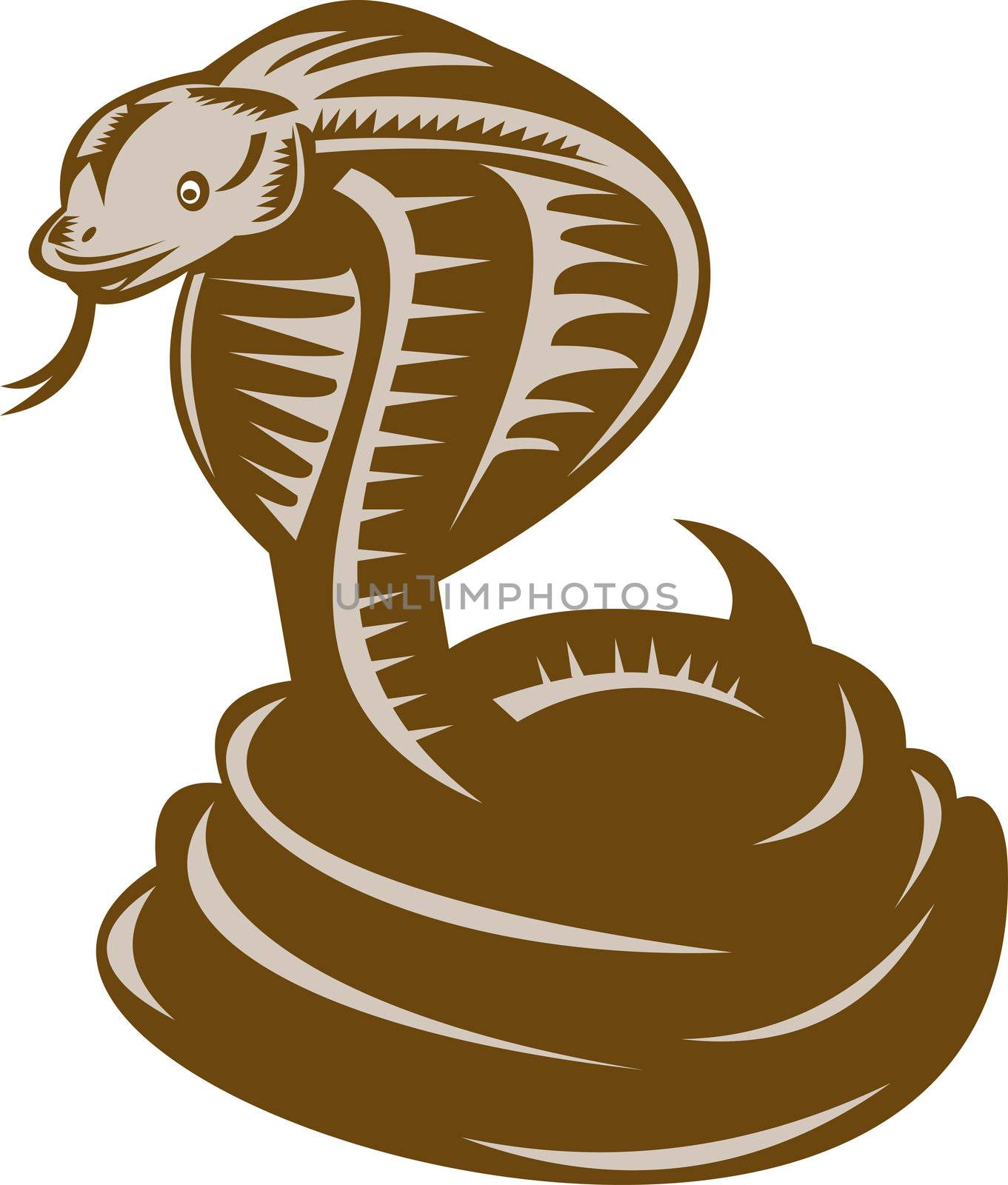 illustration of a king cobra coiled about to strike