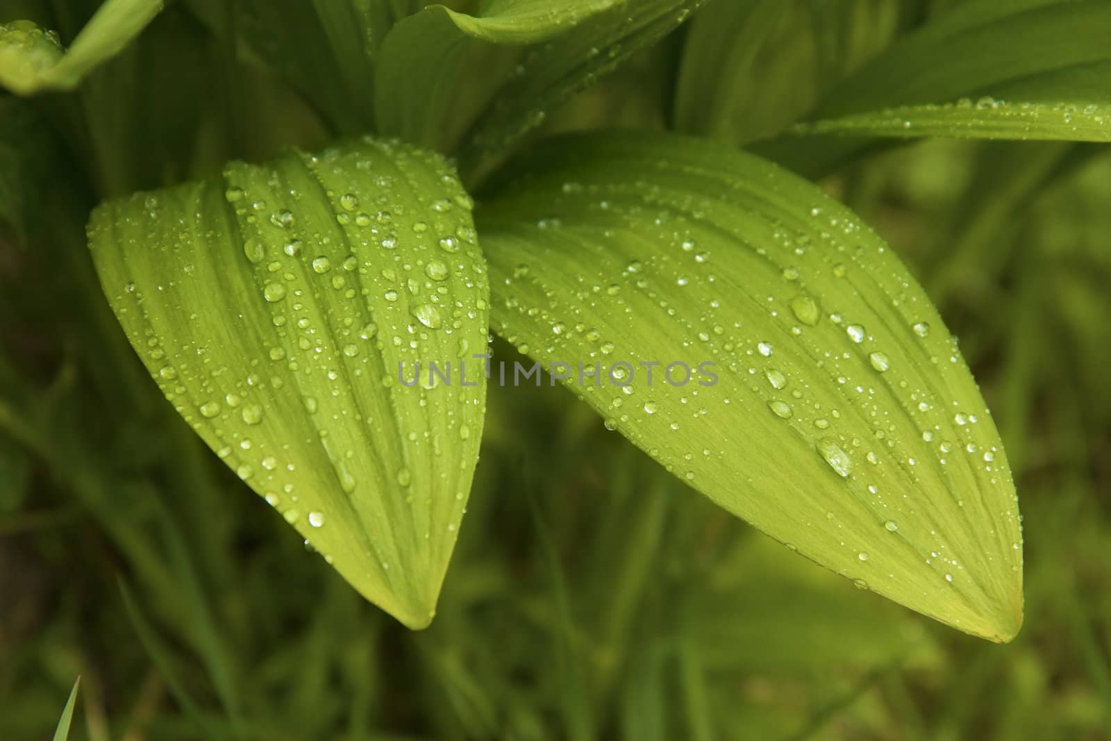 beautiful wild garlic leaves after the rain the sun
