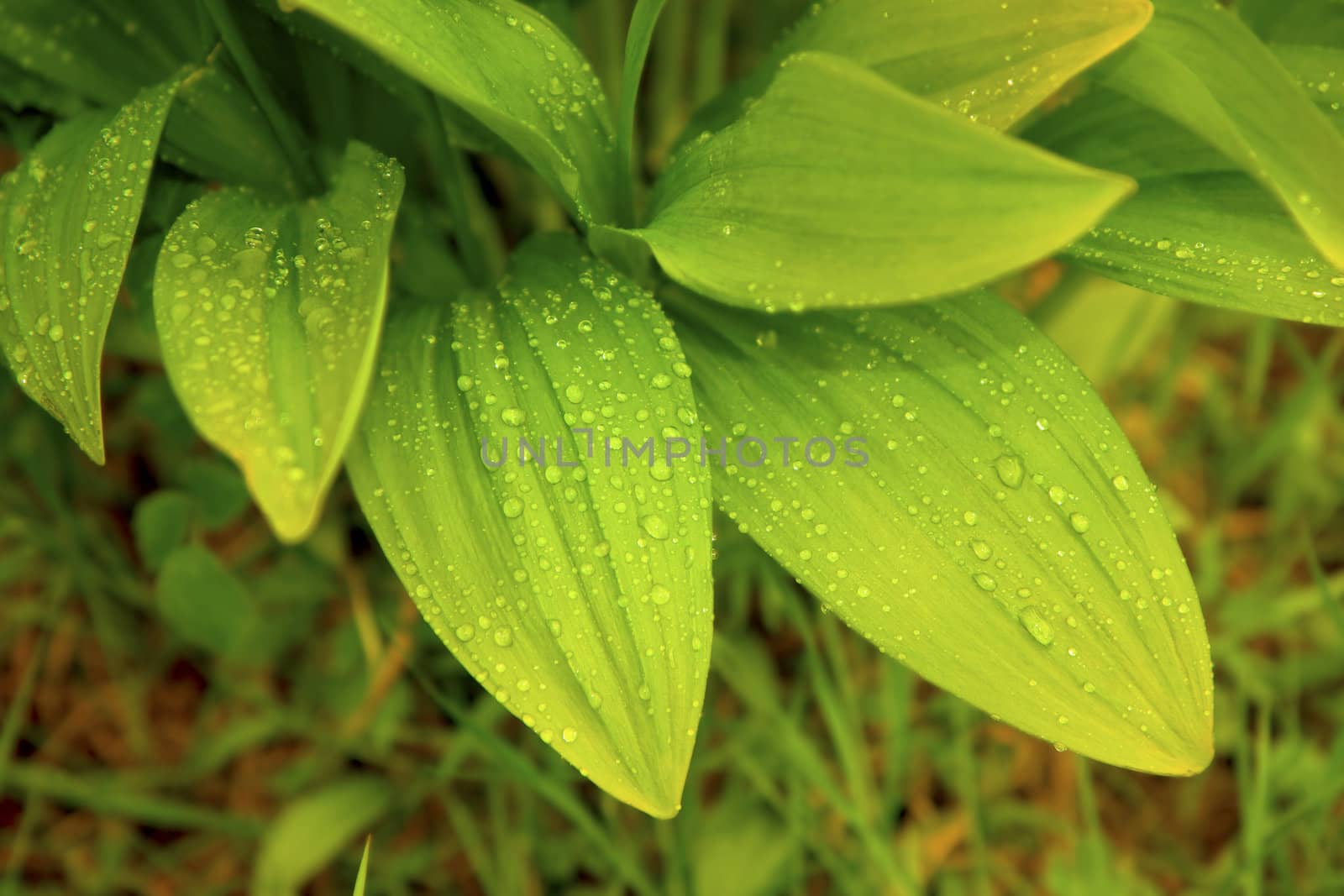 beautiful wild garlic leaves after the rain the sun
