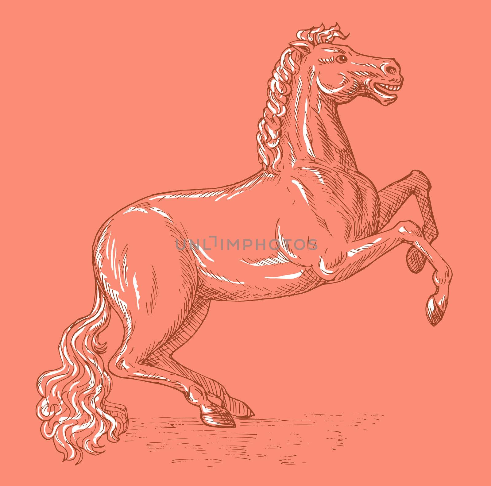 Horse sketch drawing prancing by patrimonio