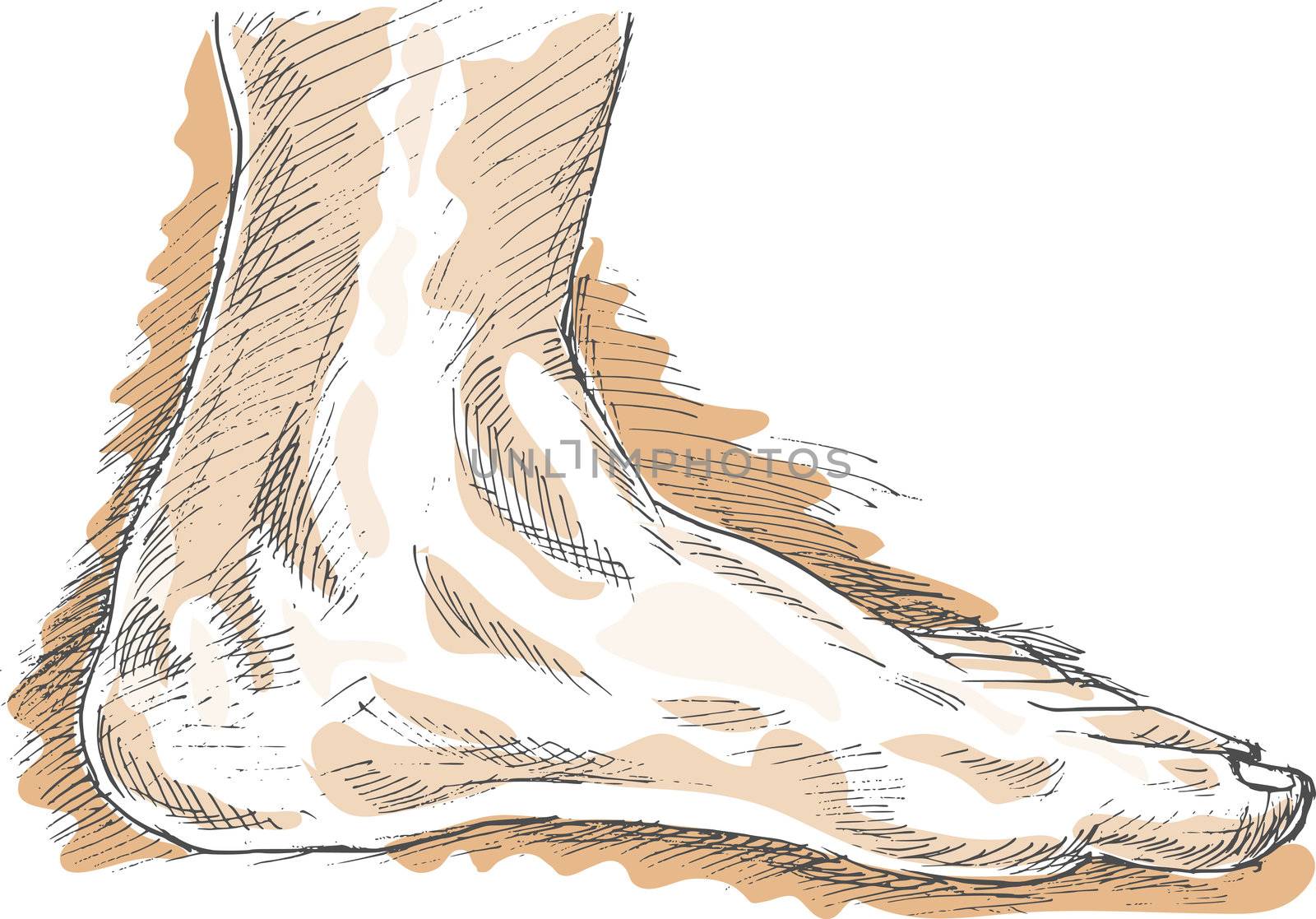 hand sketch drawing  illustration of the left human foot with highlights.