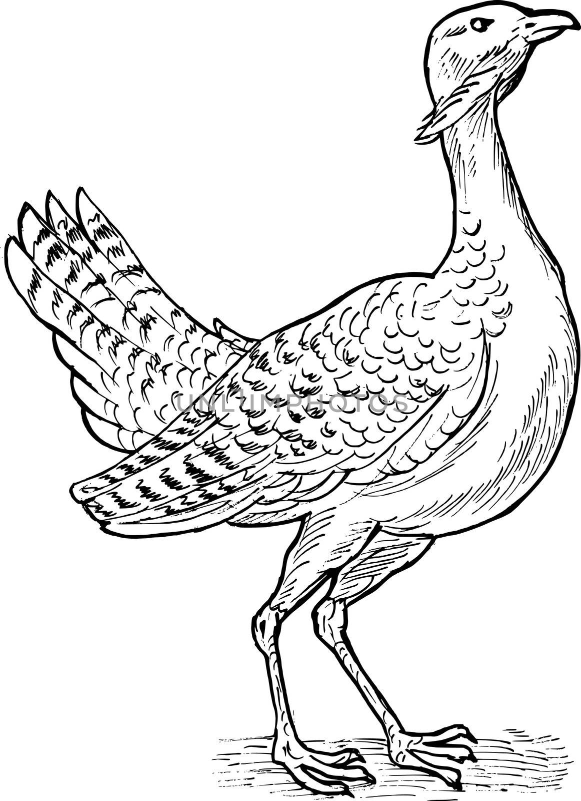 hand sketch drawing illustration of the Great bustard bird.