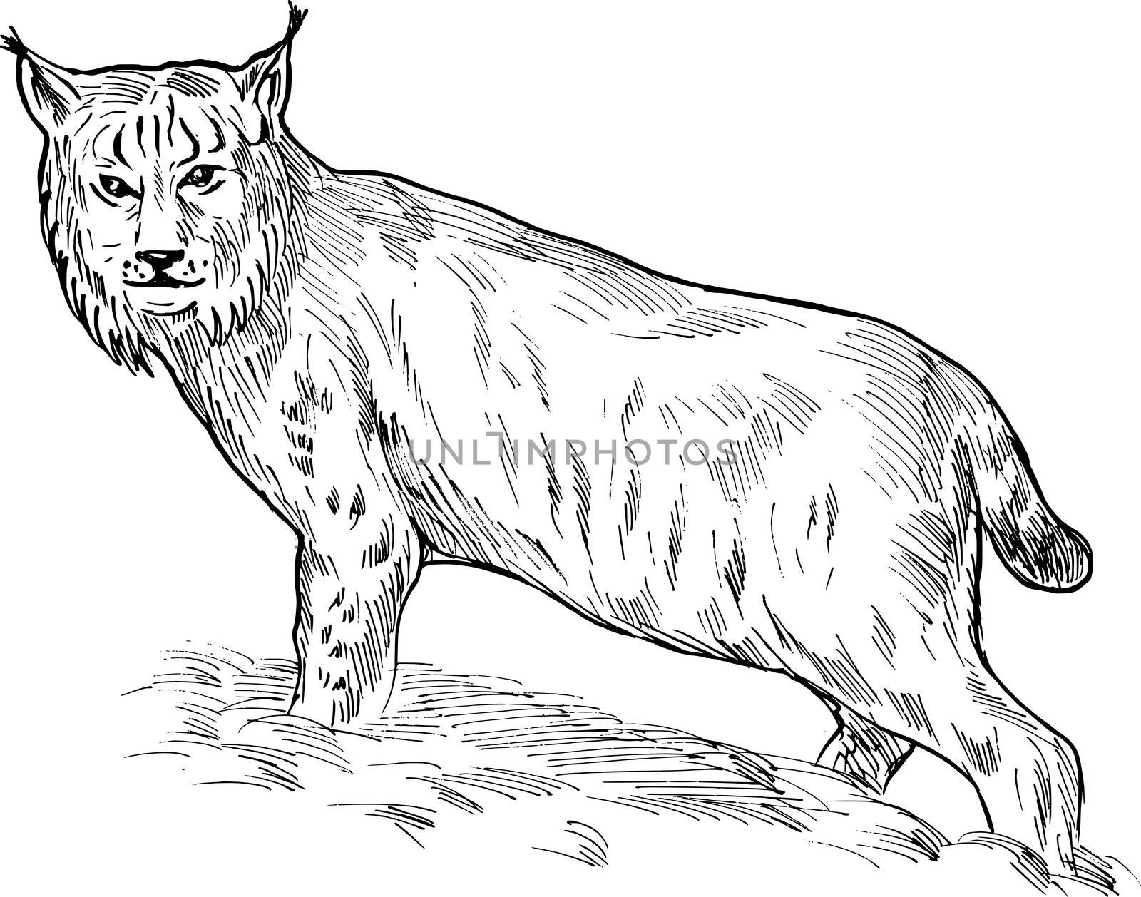 hand sketch drawing illustration of a Eurasian lynx done in black and white