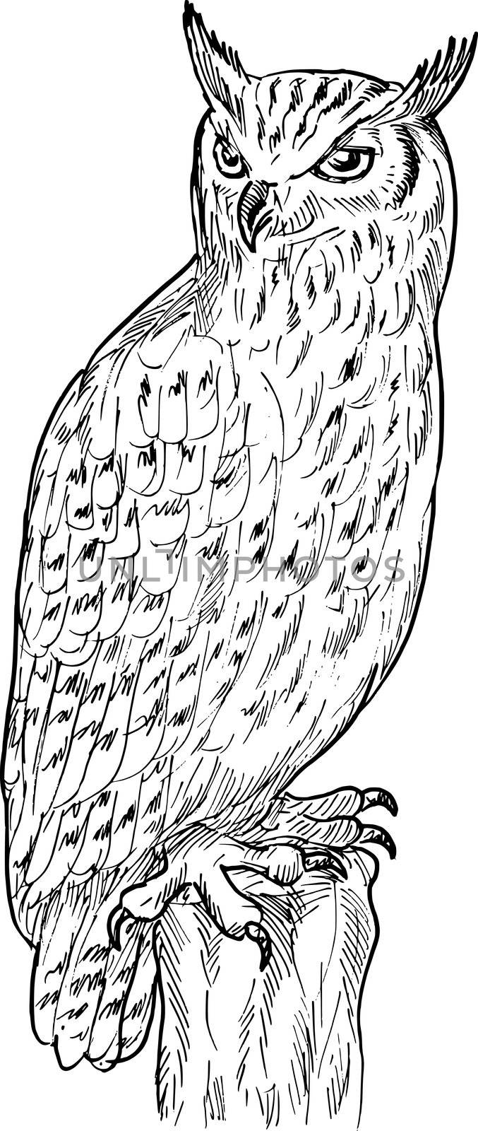 hand sketch drawing illustration of an Eagle Owl done in black and white.