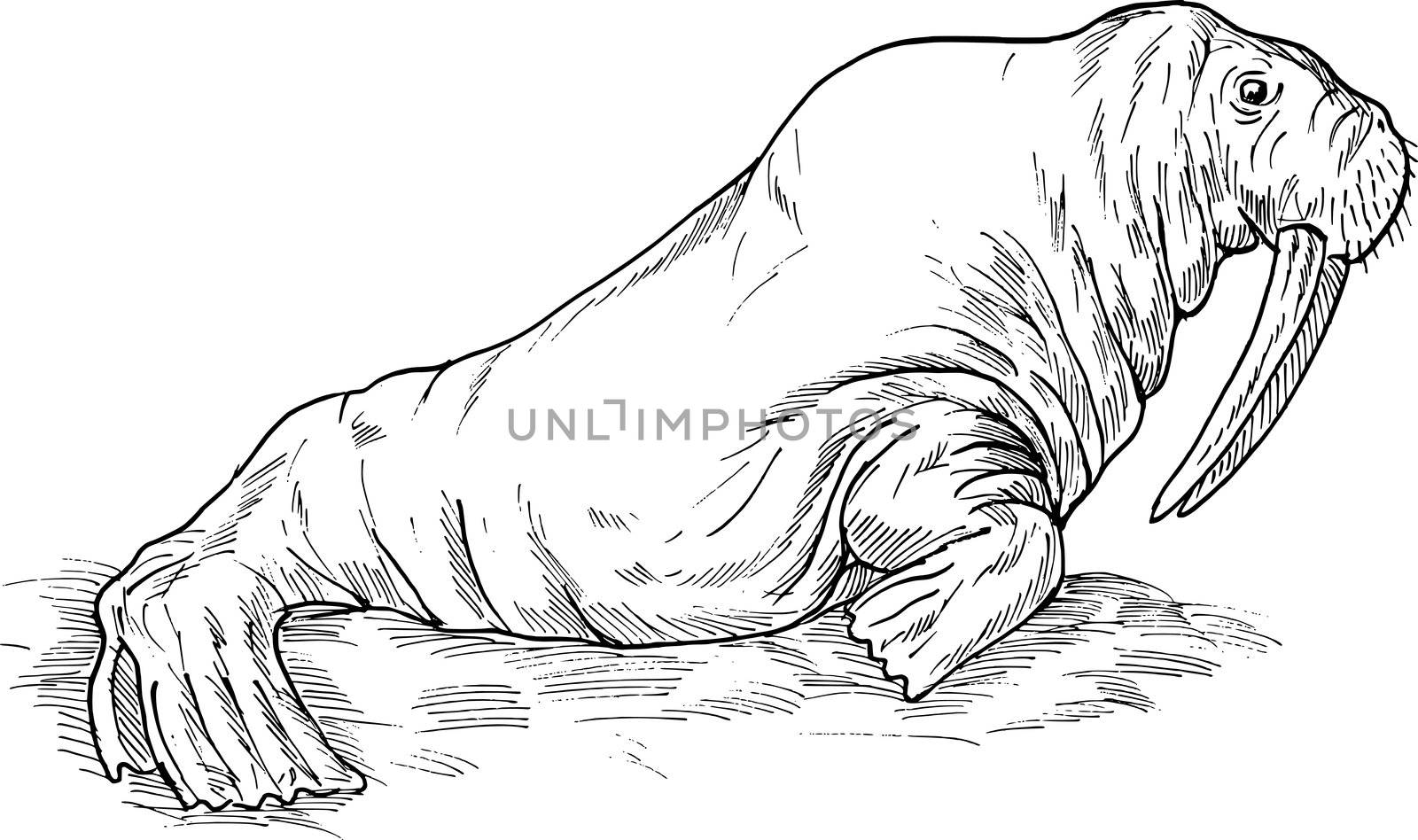 hand sketch drawing illustration of a Walrus done in black and white