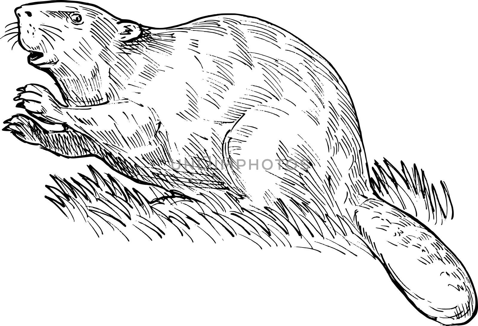 hand sketched drawing illustration of a European beaver or Eurasian beaver done in black and white.