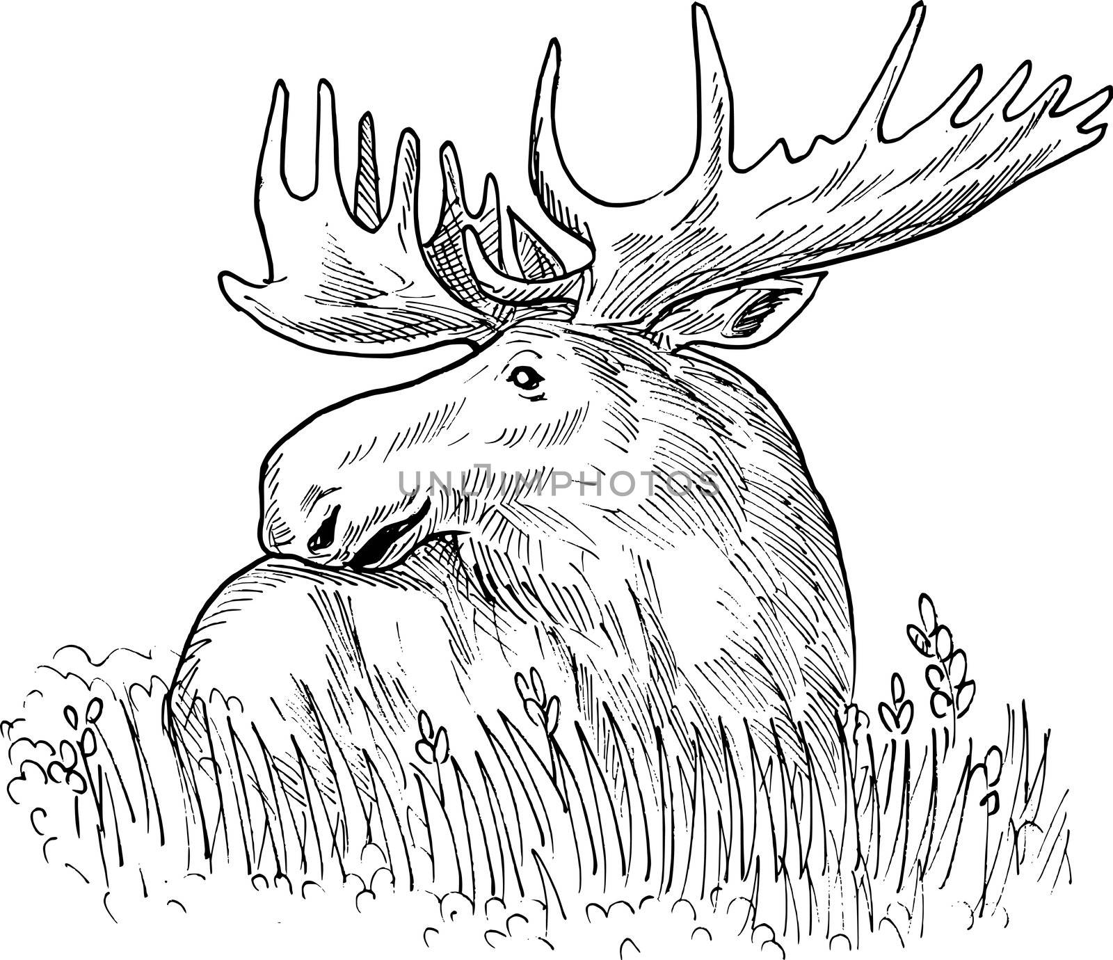 hand sketched drawing  illustration of a moose or common European elk done in black and white.