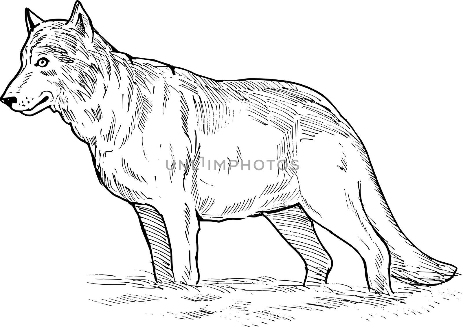 hand sketch drawing illustration of a grey wolf