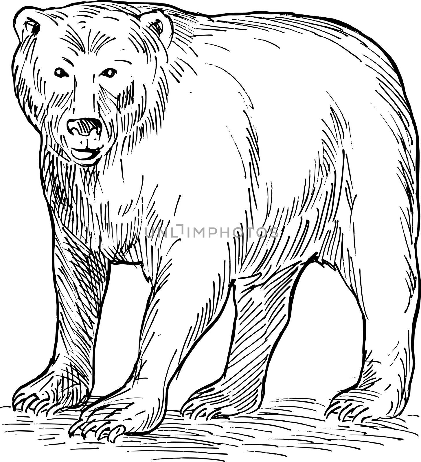 brown bear drawing by patrimonio