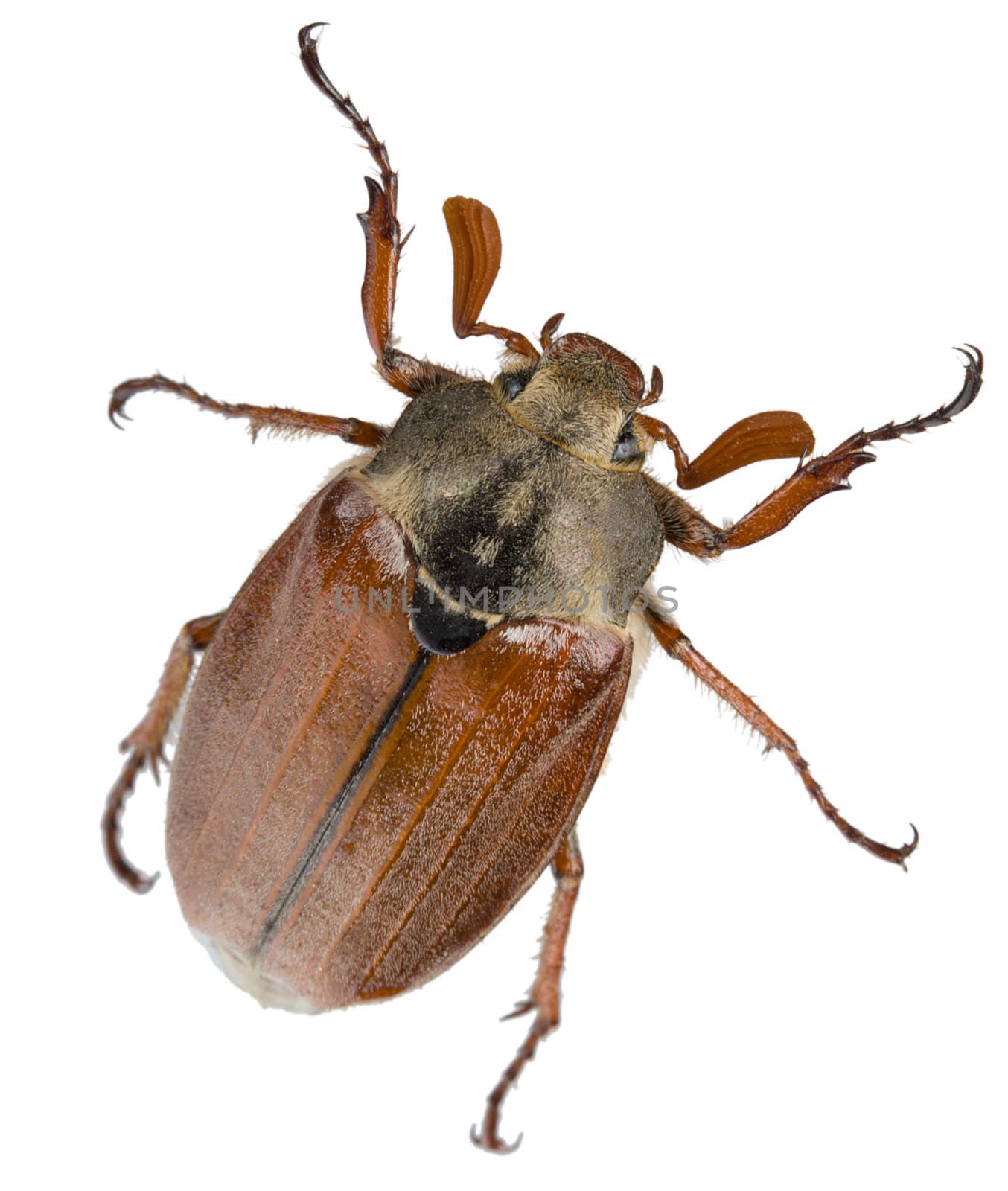 close-up may-bug, isolated on white