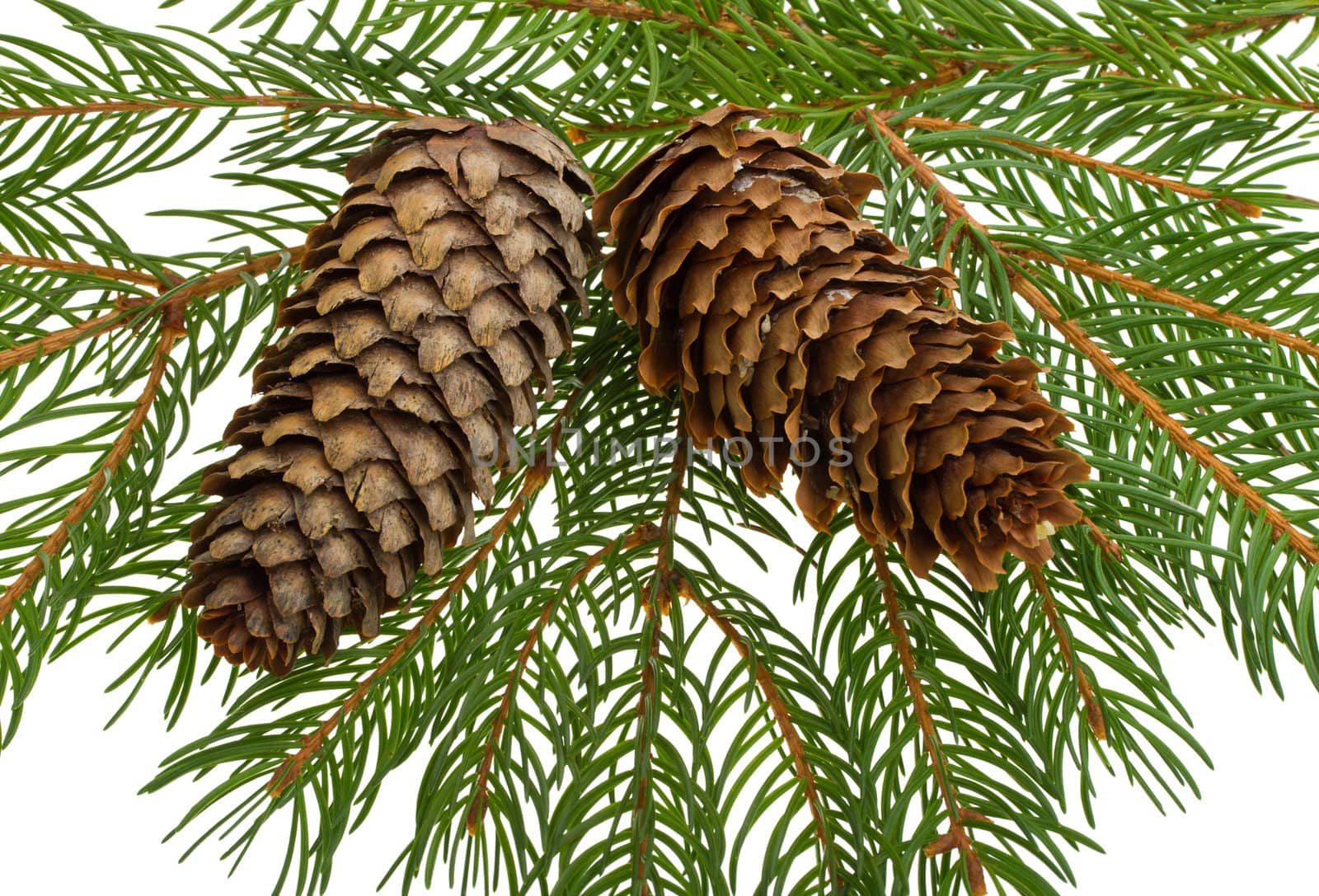 close-up fir tree with cones, isolated on white