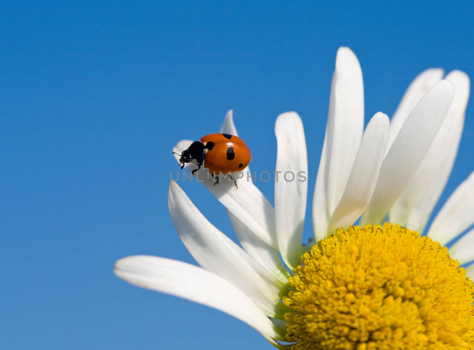 ladybird on chamomile petal by Alekcey