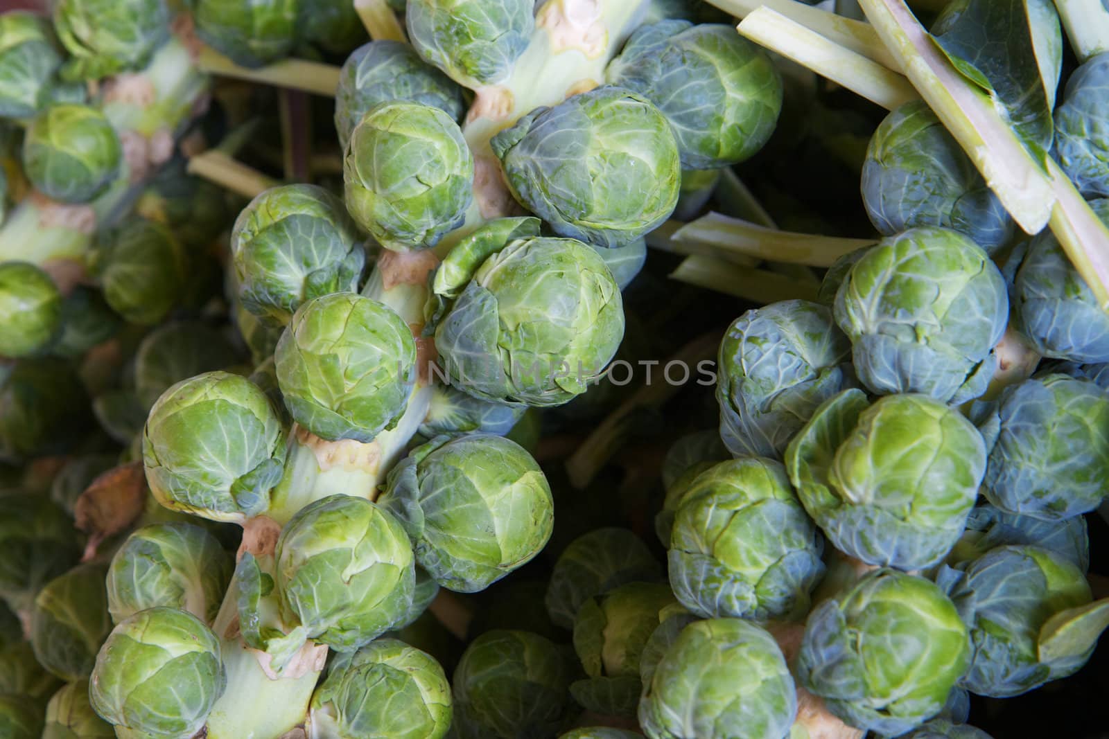 Macro of several green brussle sprout stalks at the farmers market
