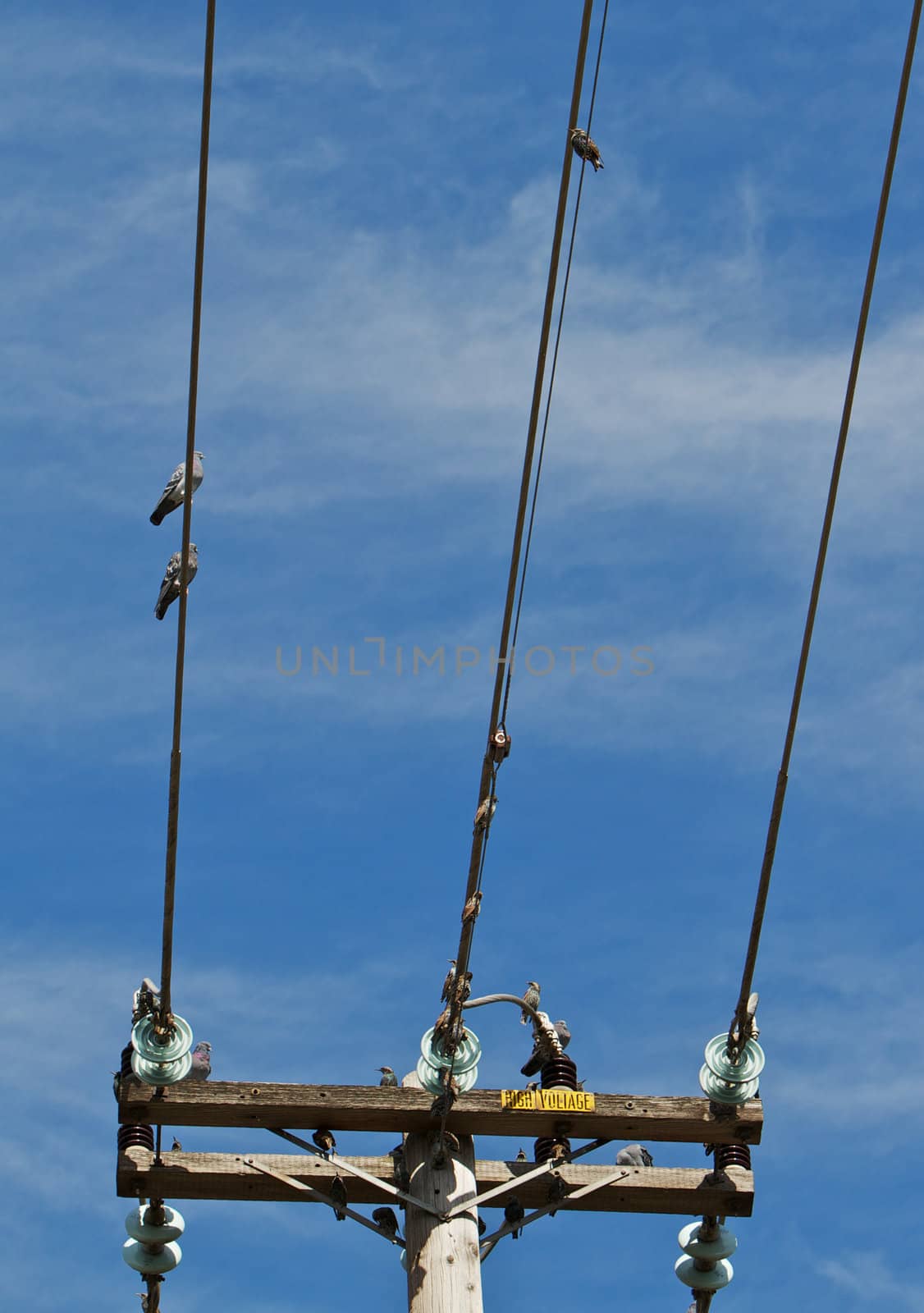 Line of pigeons sitting on the power lines of a wood pole with a blue sky background