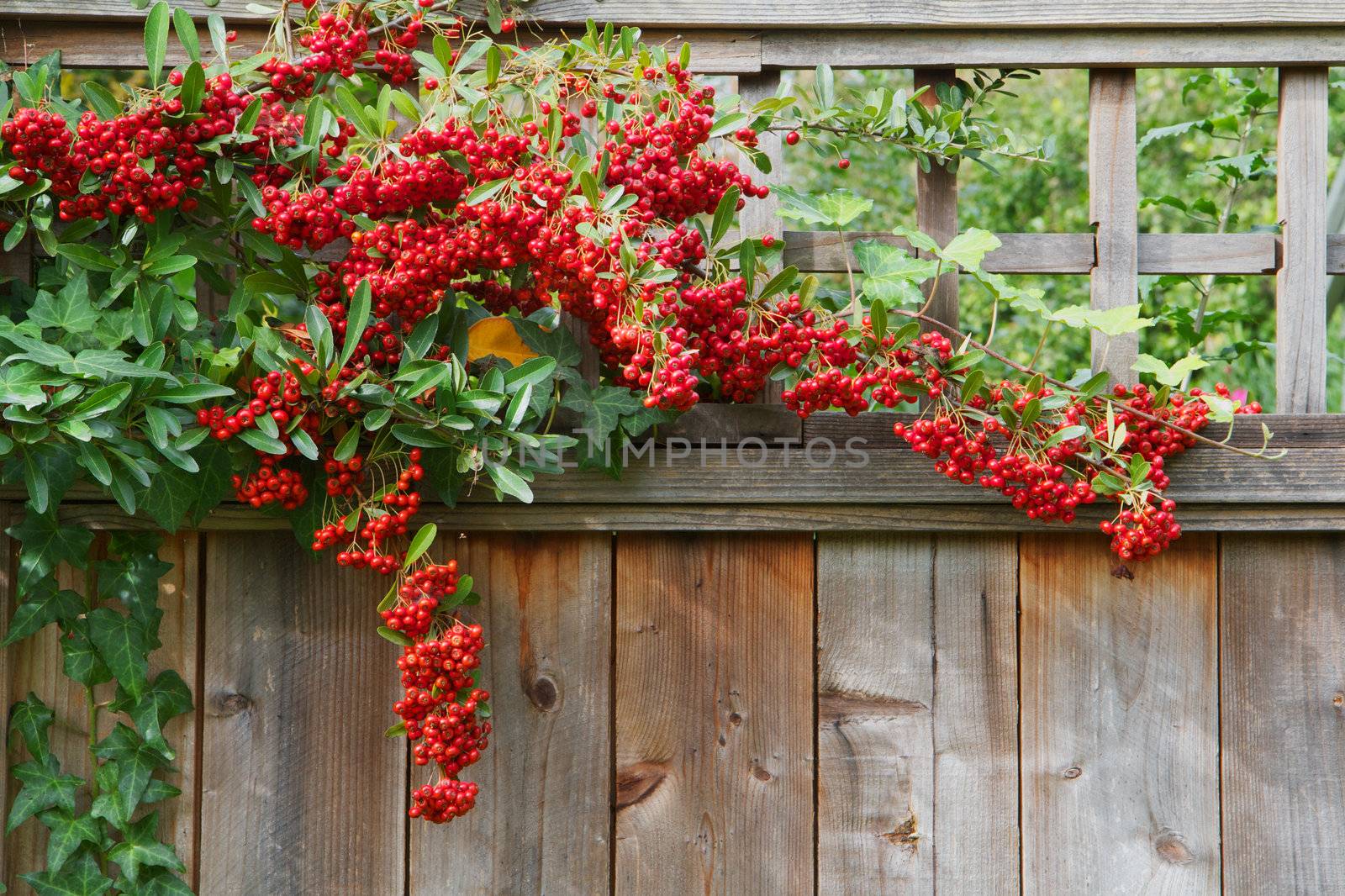 Pyracantha plant climbing on and over a redwood fence with red berries
