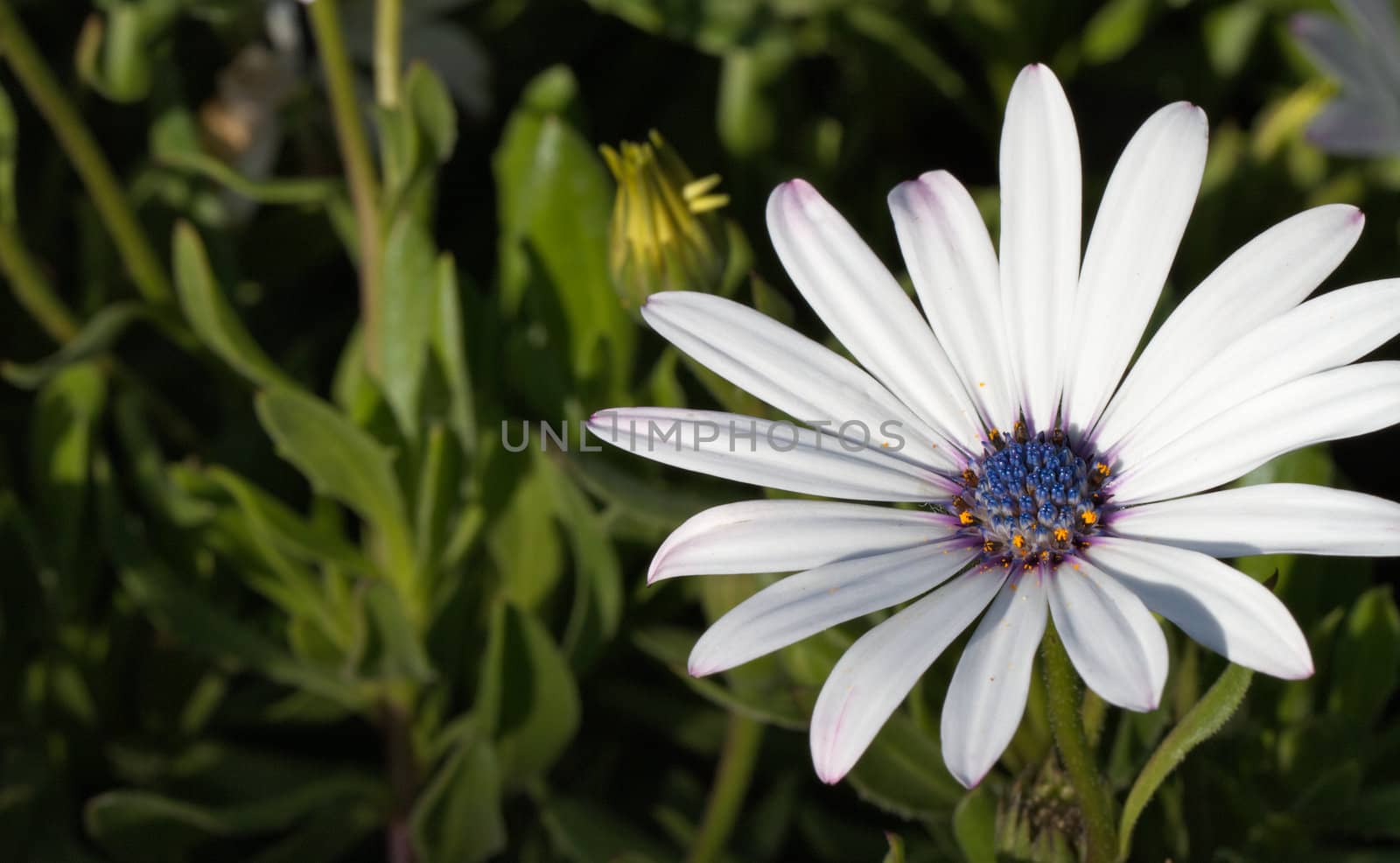 Soprano White Daisy with blue stamen against soft focus green plants