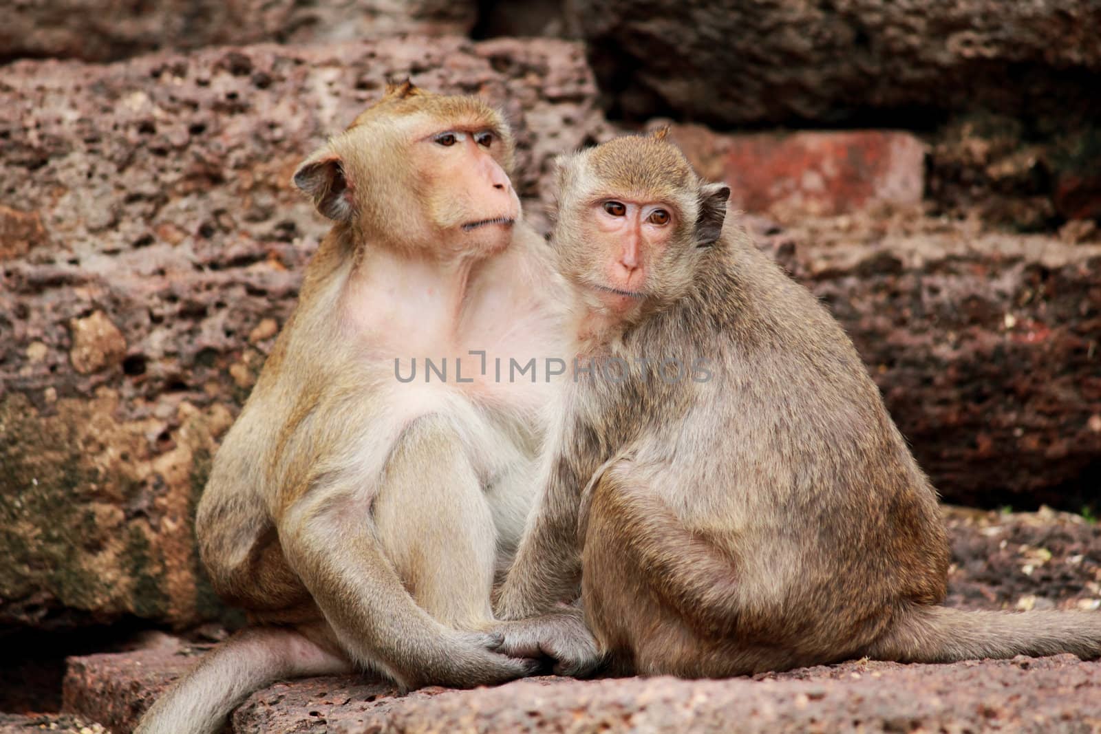 Monkey in Lopburi of Thailand