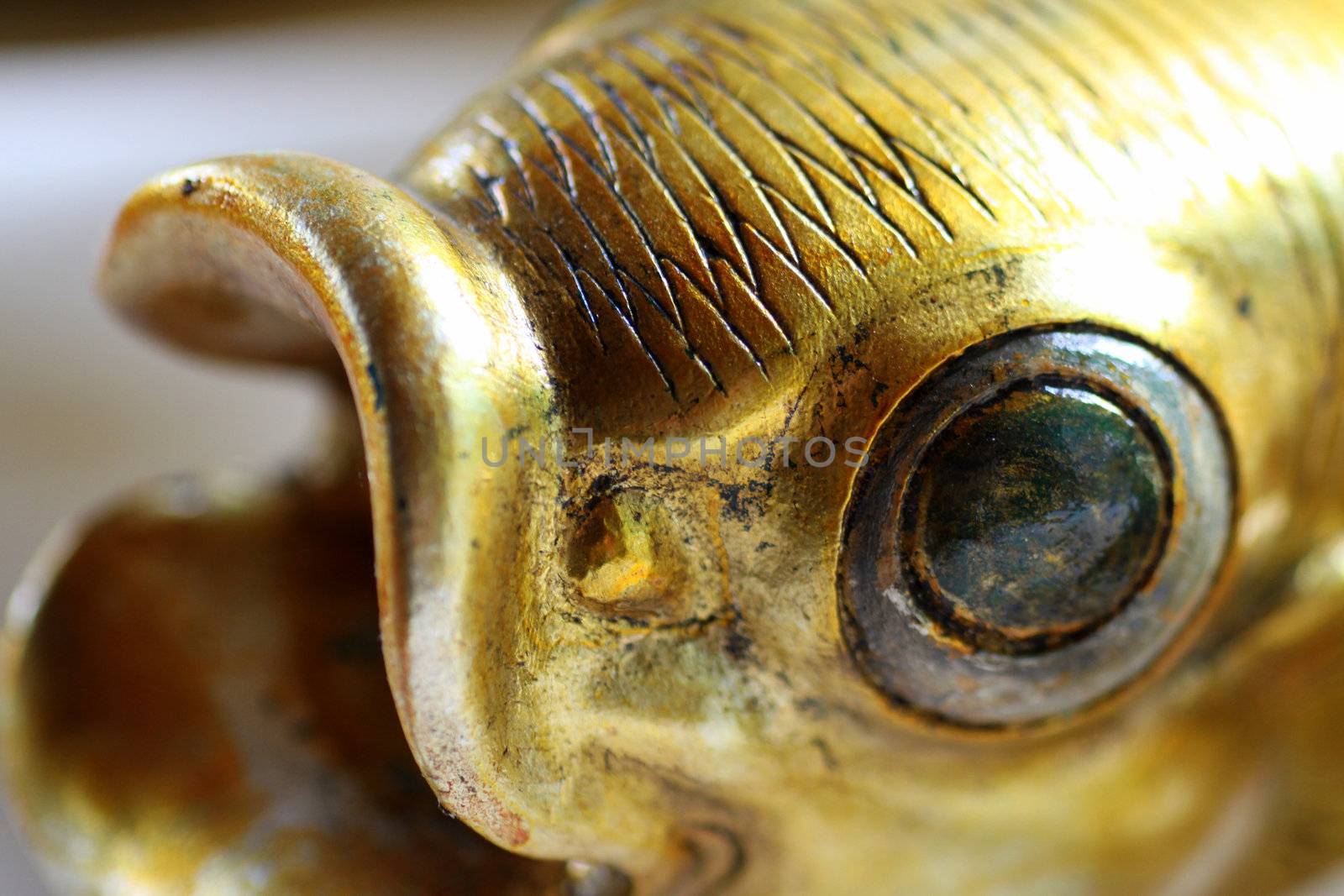 a golden, ancient fish - close-up of the eye and mouth
