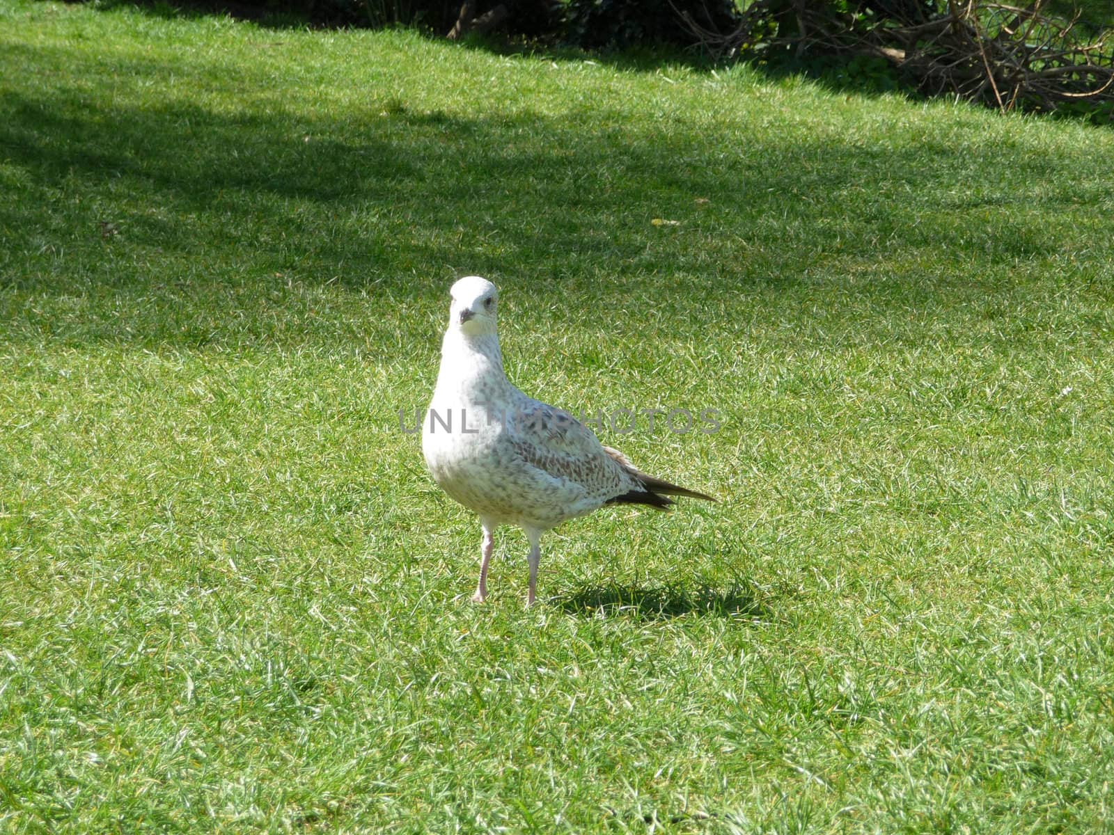 
Seagull on grass in Brighton.