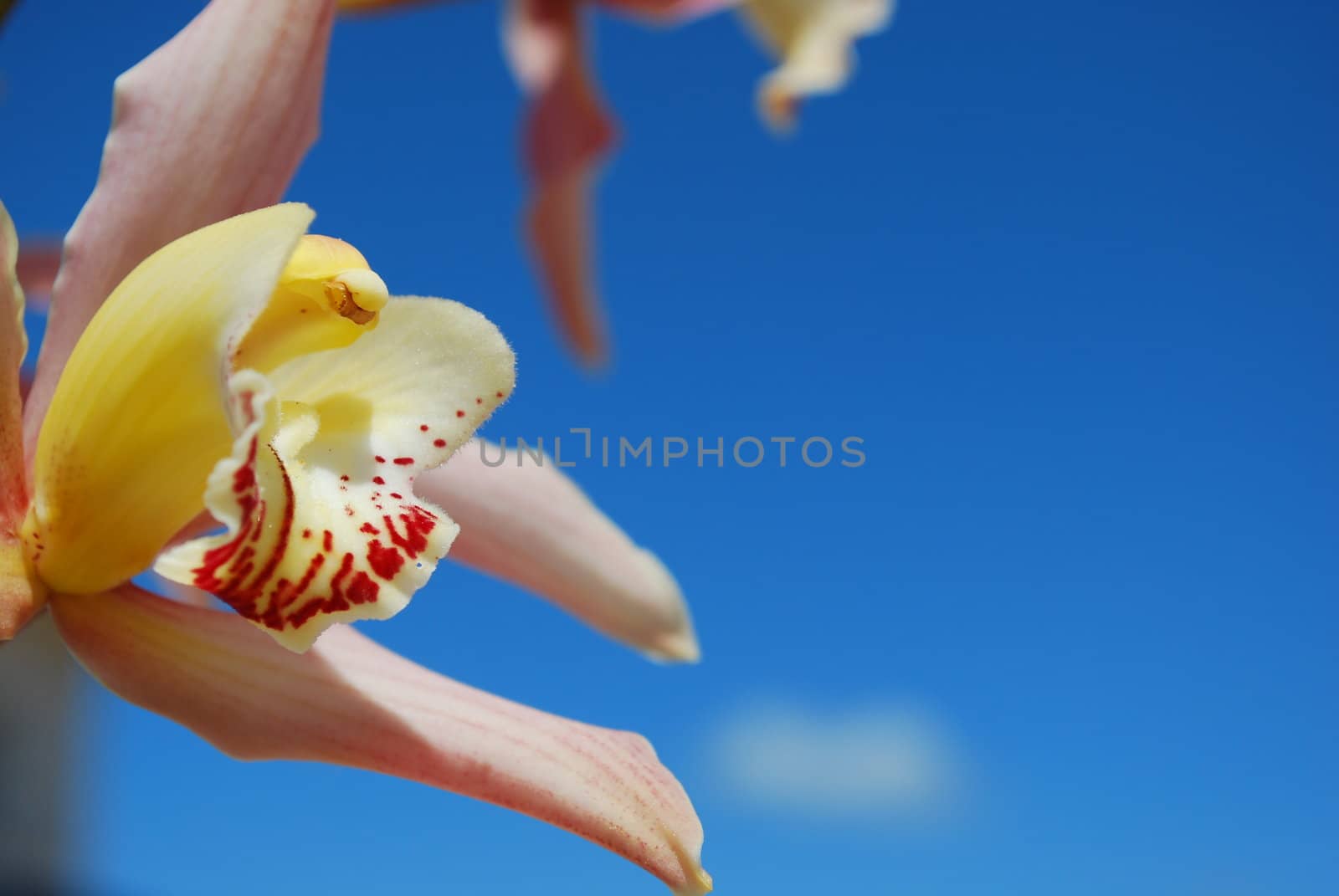 beautiful pink orchid flower with blue sky background