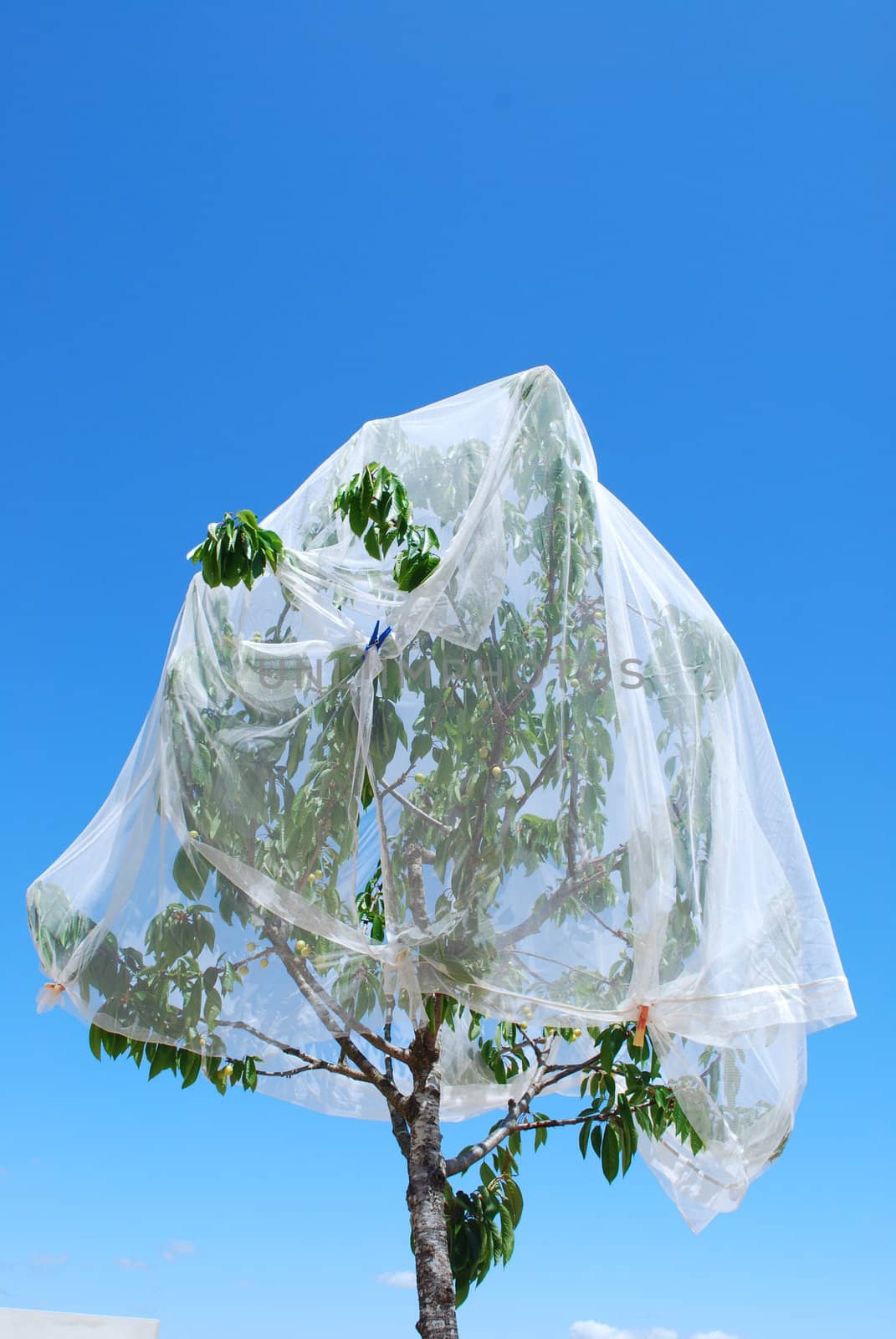 using a white veil to cover/protect cherries from birds
