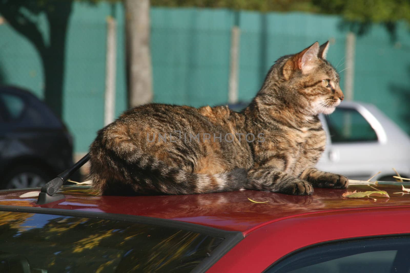 Tabby cat resting on the roof of a car