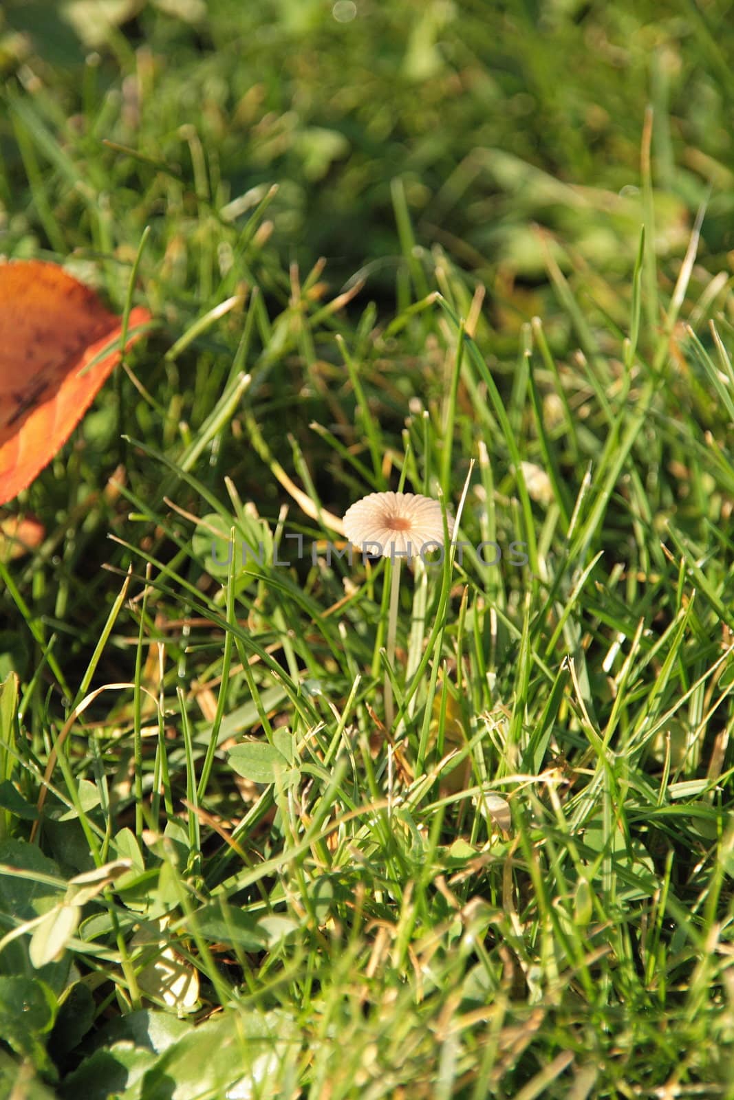 Small mushroom isolated in the lawn. Symbol of solitude and fragility
