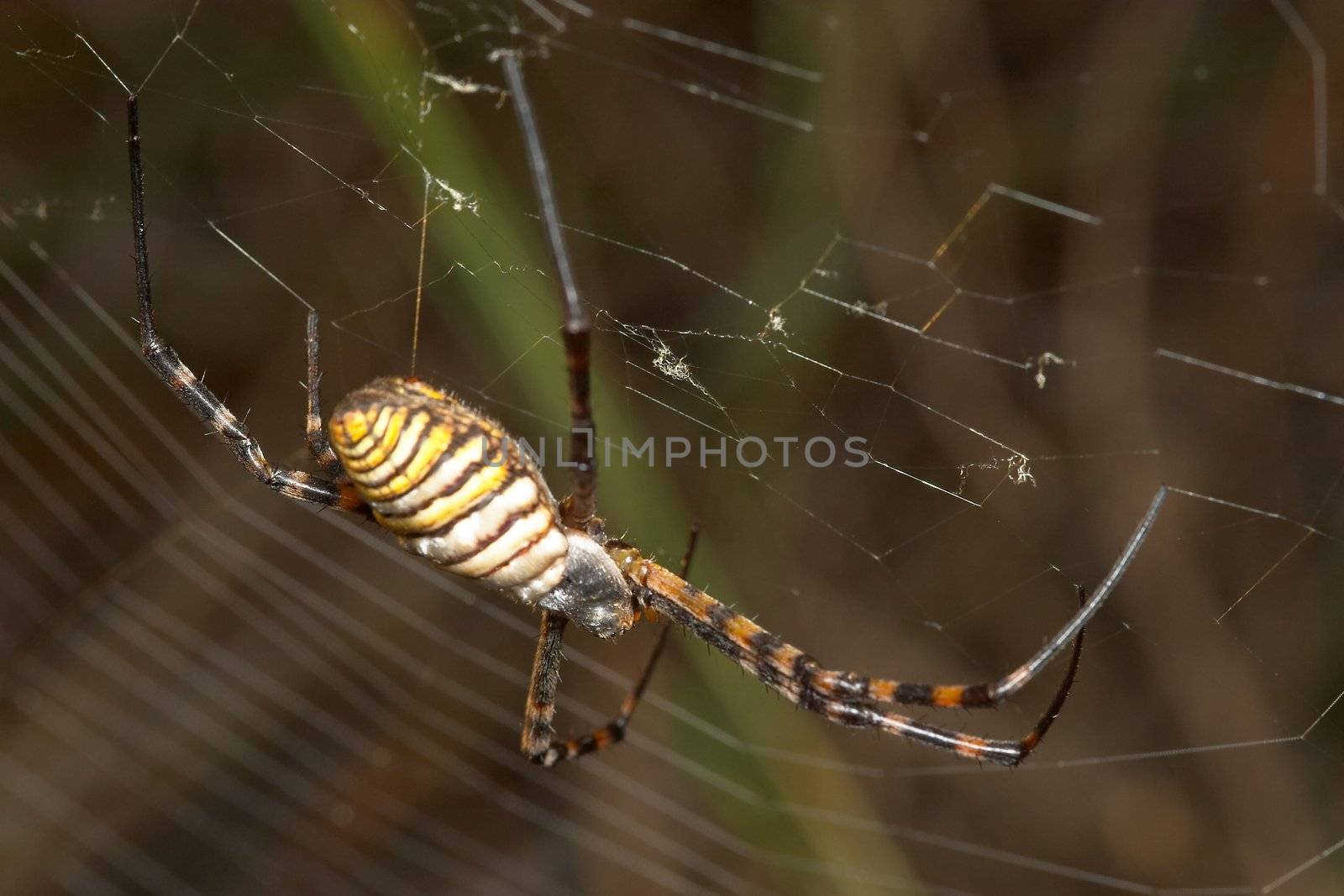 A spider ( Argiope lobata) of considerable size and threatening aspect