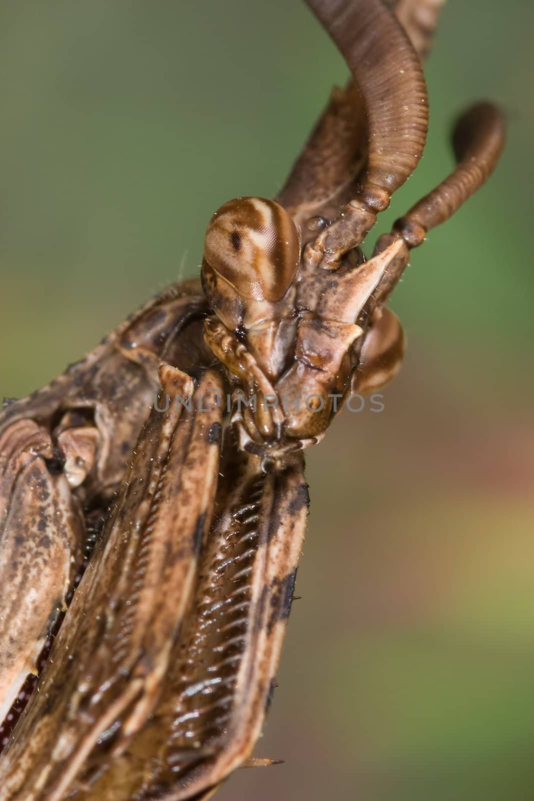 An insect of the family of the mantis, concretely an Empusa pennata