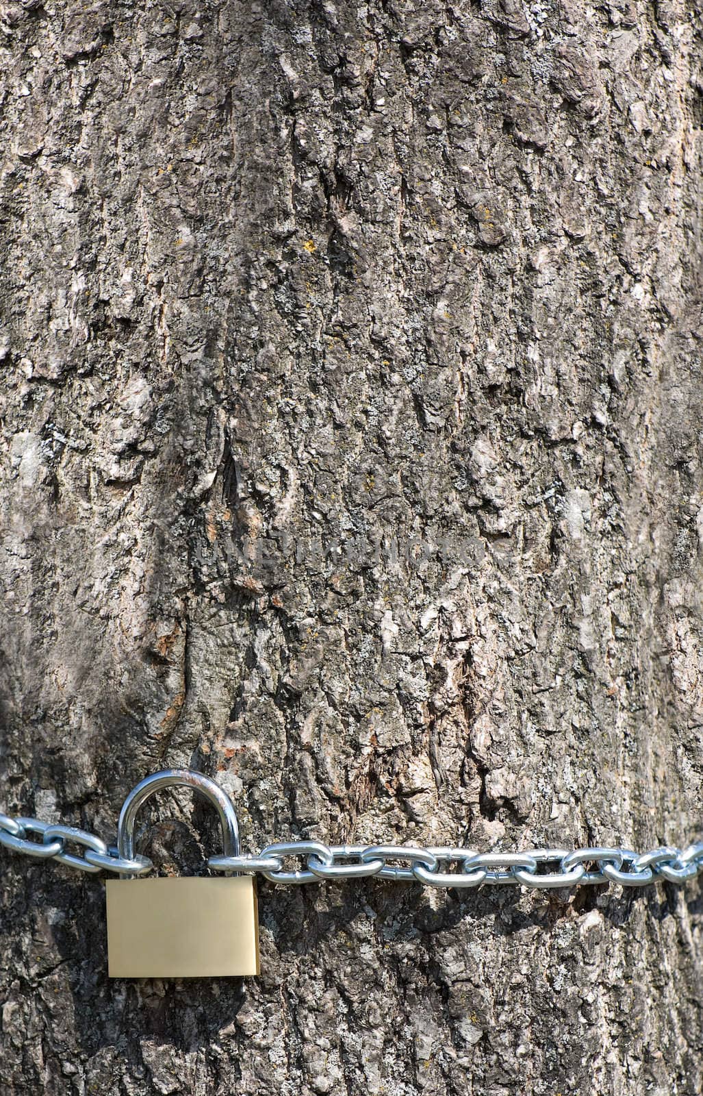 Brass padlock with steel chain on the tree