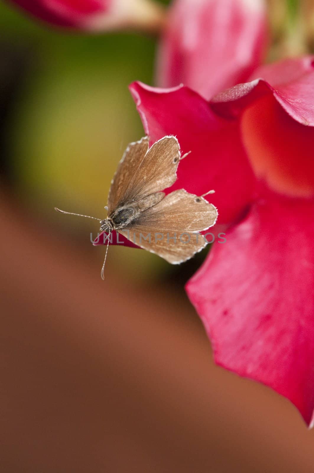 Close-up of a brown butterfly on a pink flower petal