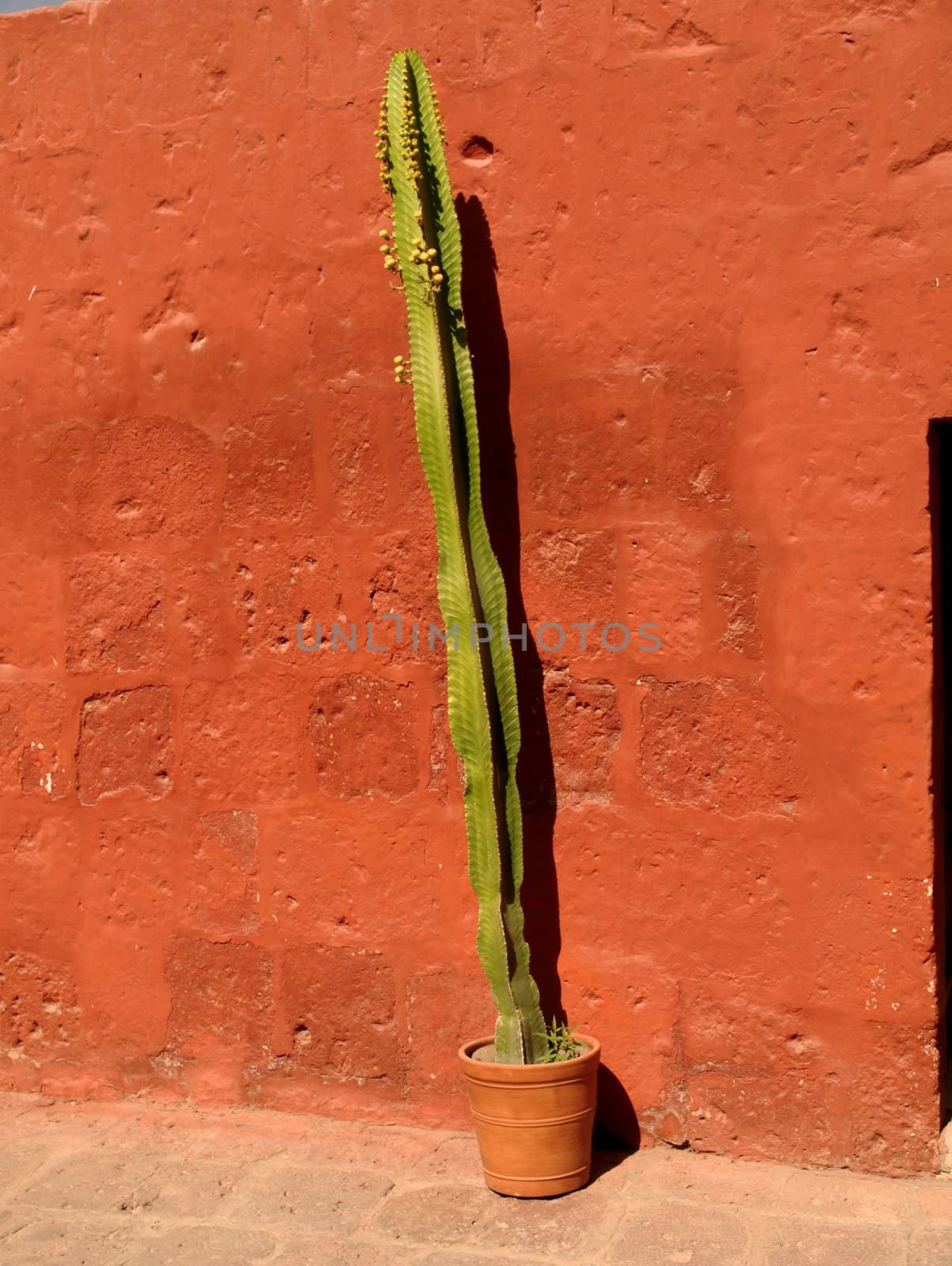 Green cactus in front of the red wall