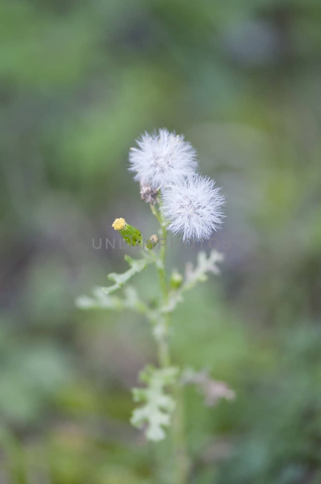 Close-up on two little dandelions in a garden