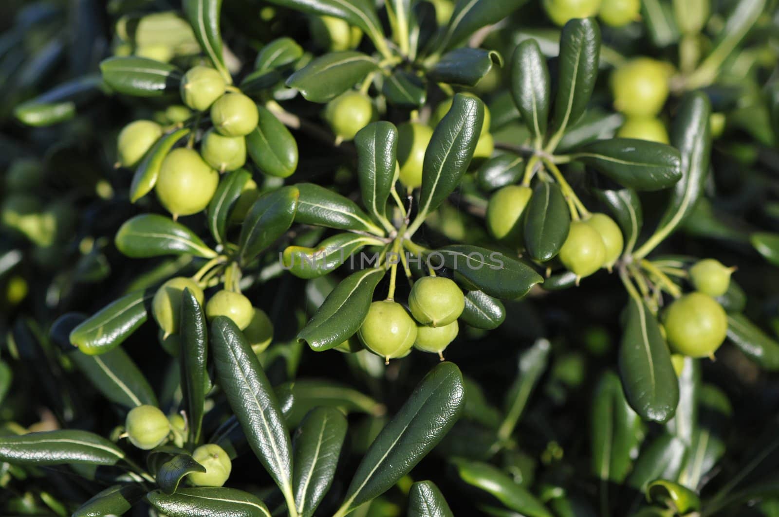 Many little green balls inside shiny vegetation