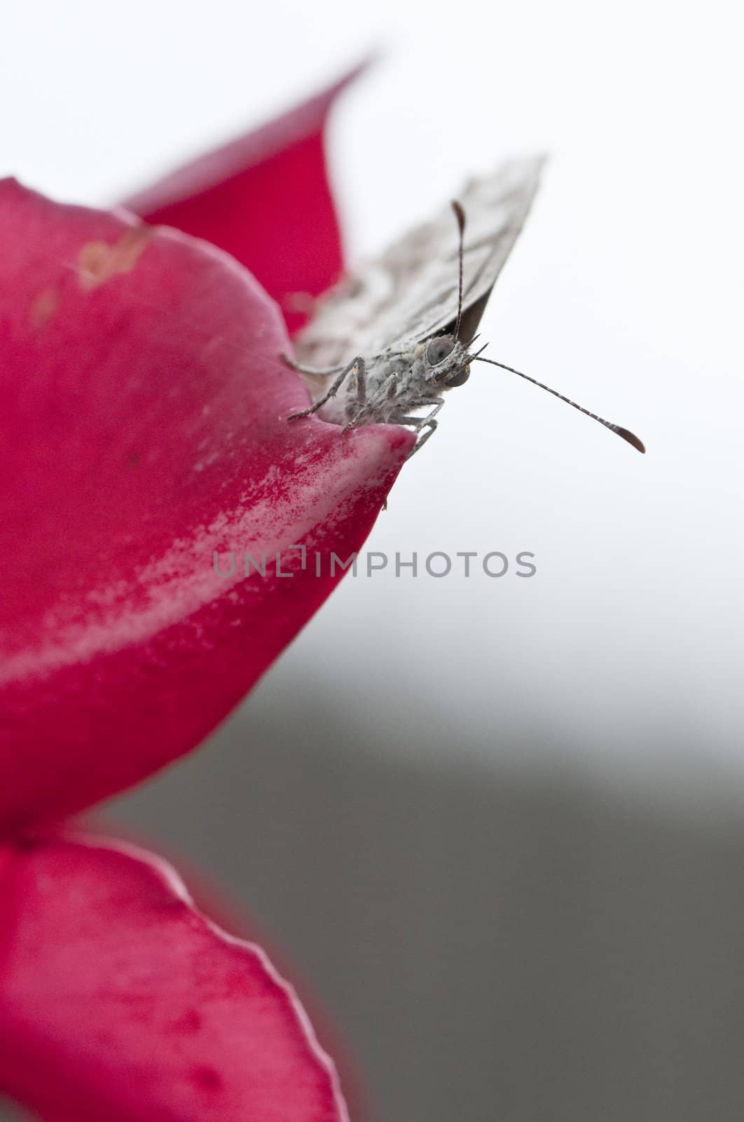 Close-up of a butterfly on a pink flower petal