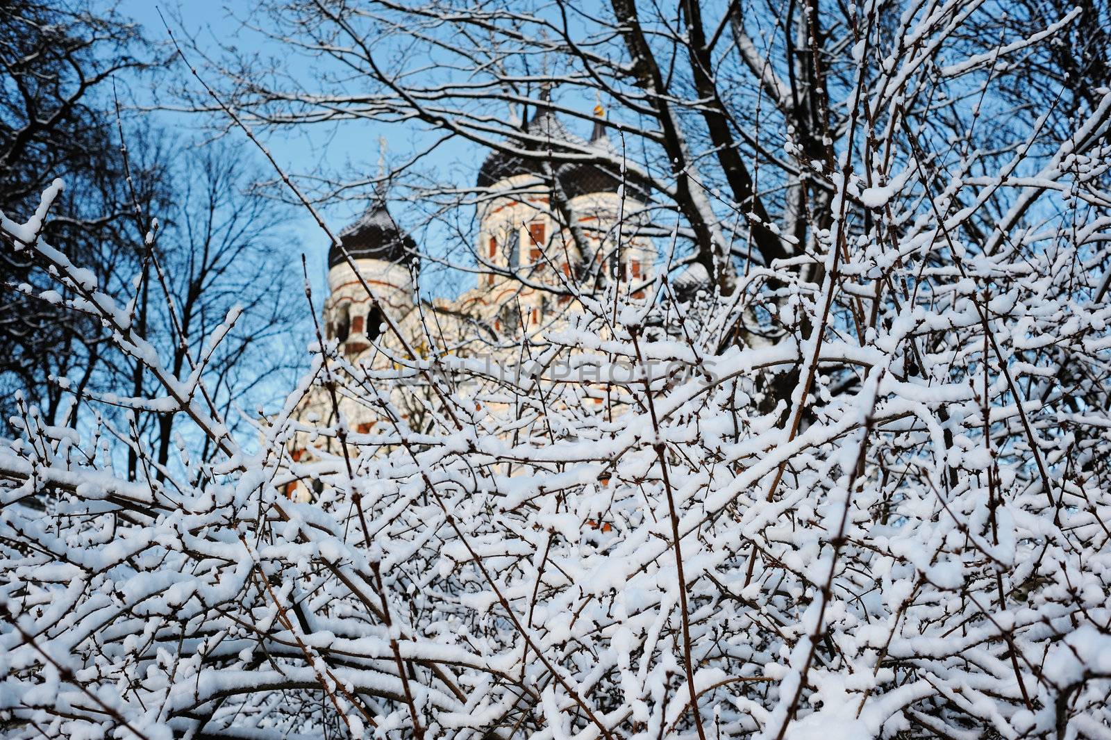 Tree covered with frost against the sky and church