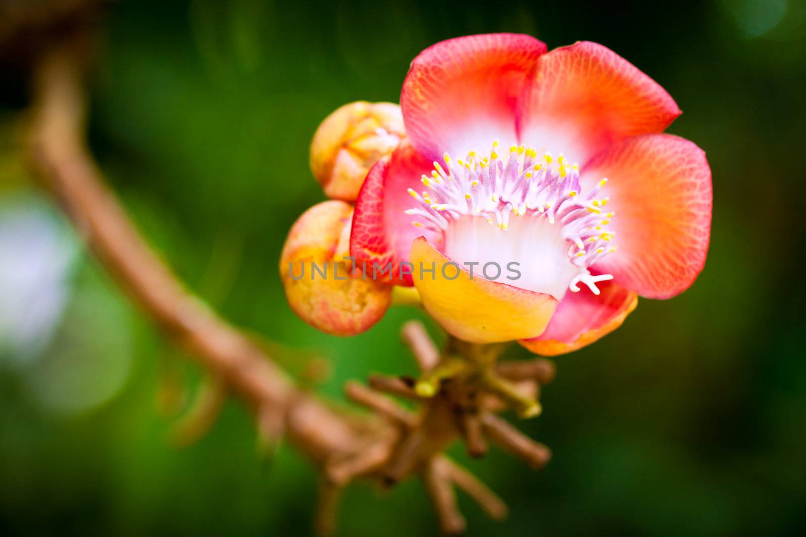 Canonball tree flower by Jaykayl