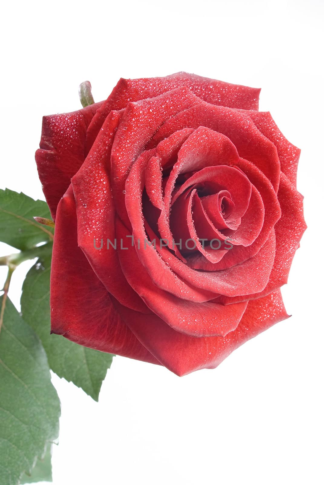 Red rose with drops of water on the white background