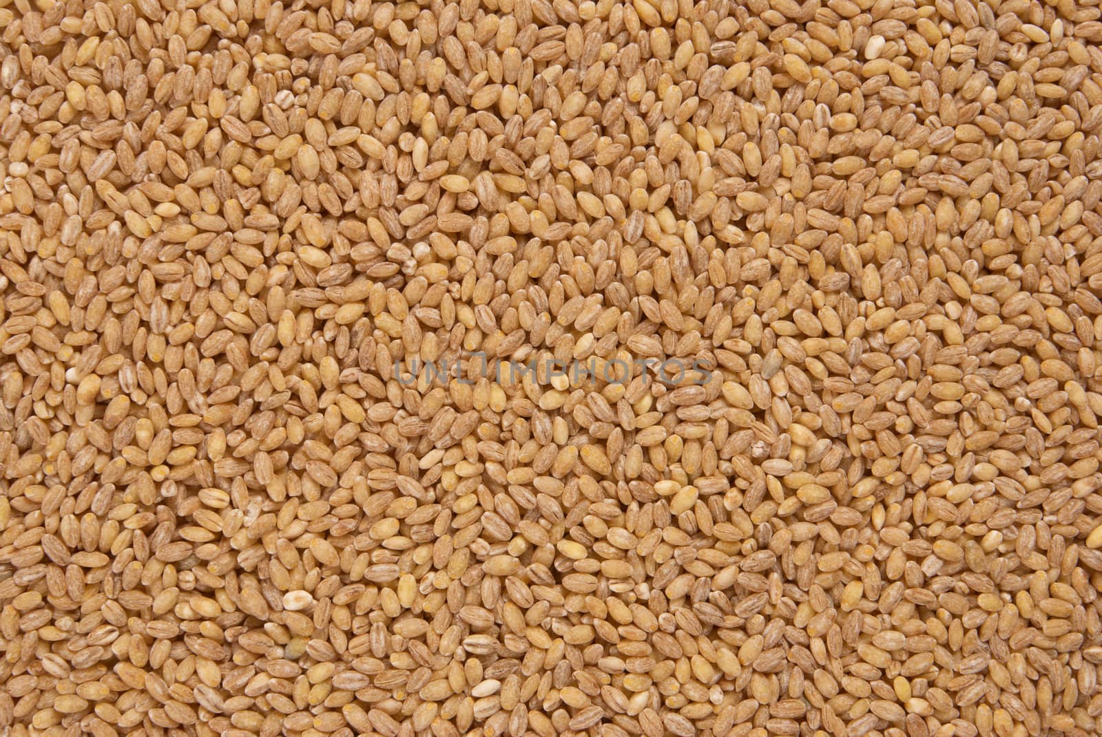 A full frame take of organic barley, food background