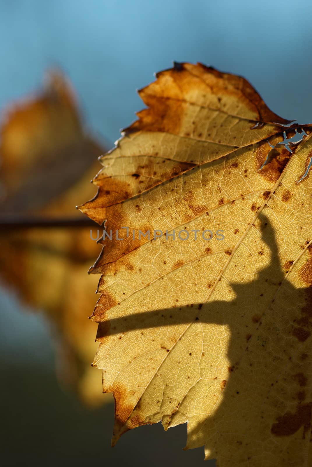 Yellow autumn leaves of a vine, nature background