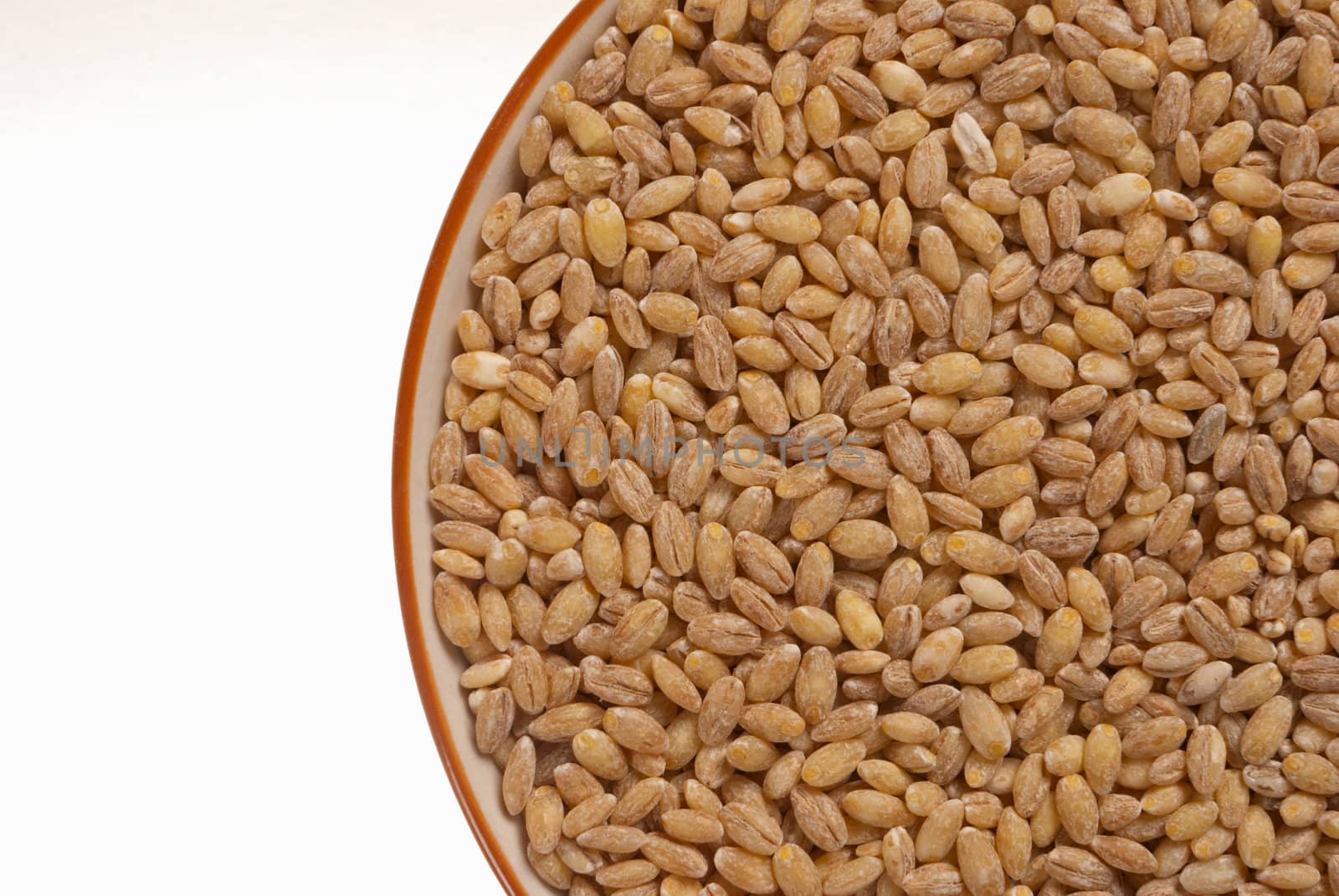 Organic barley grains in a bowl, copy space available