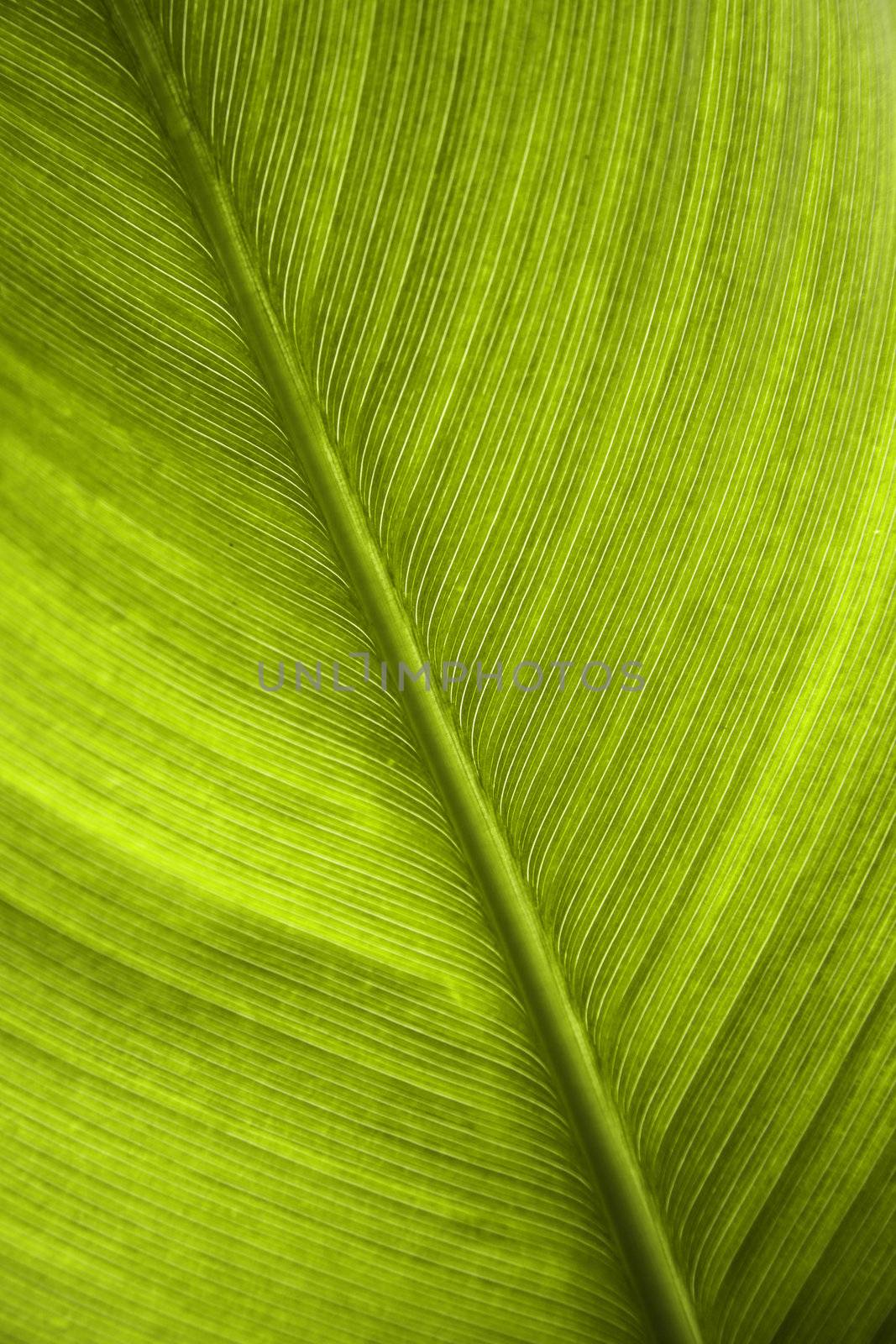 green leaf by photochecker