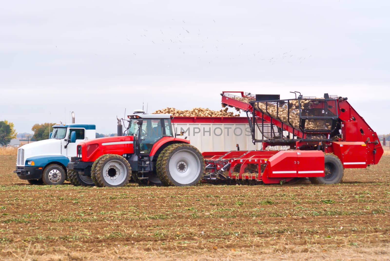 Farm equipment harvesting sugar beets and loading them into a semi-truck.