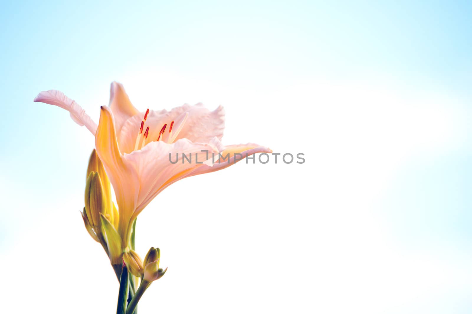 Single lily with pink and yellow petals against a summer sky.