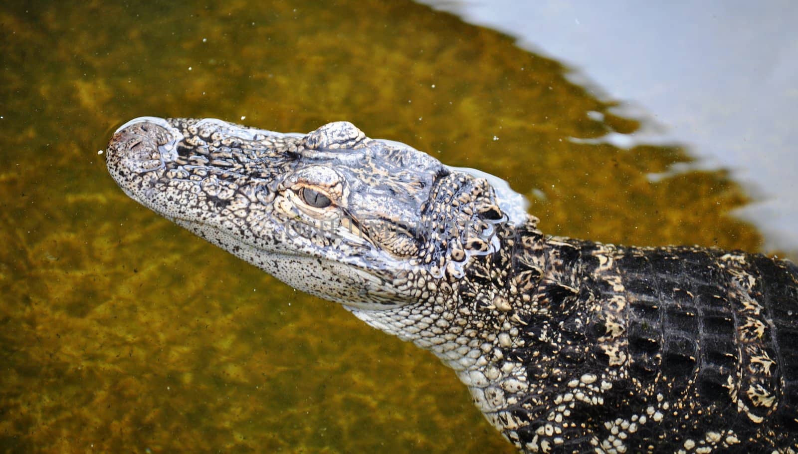 Alligator smile by RefocusPhoto