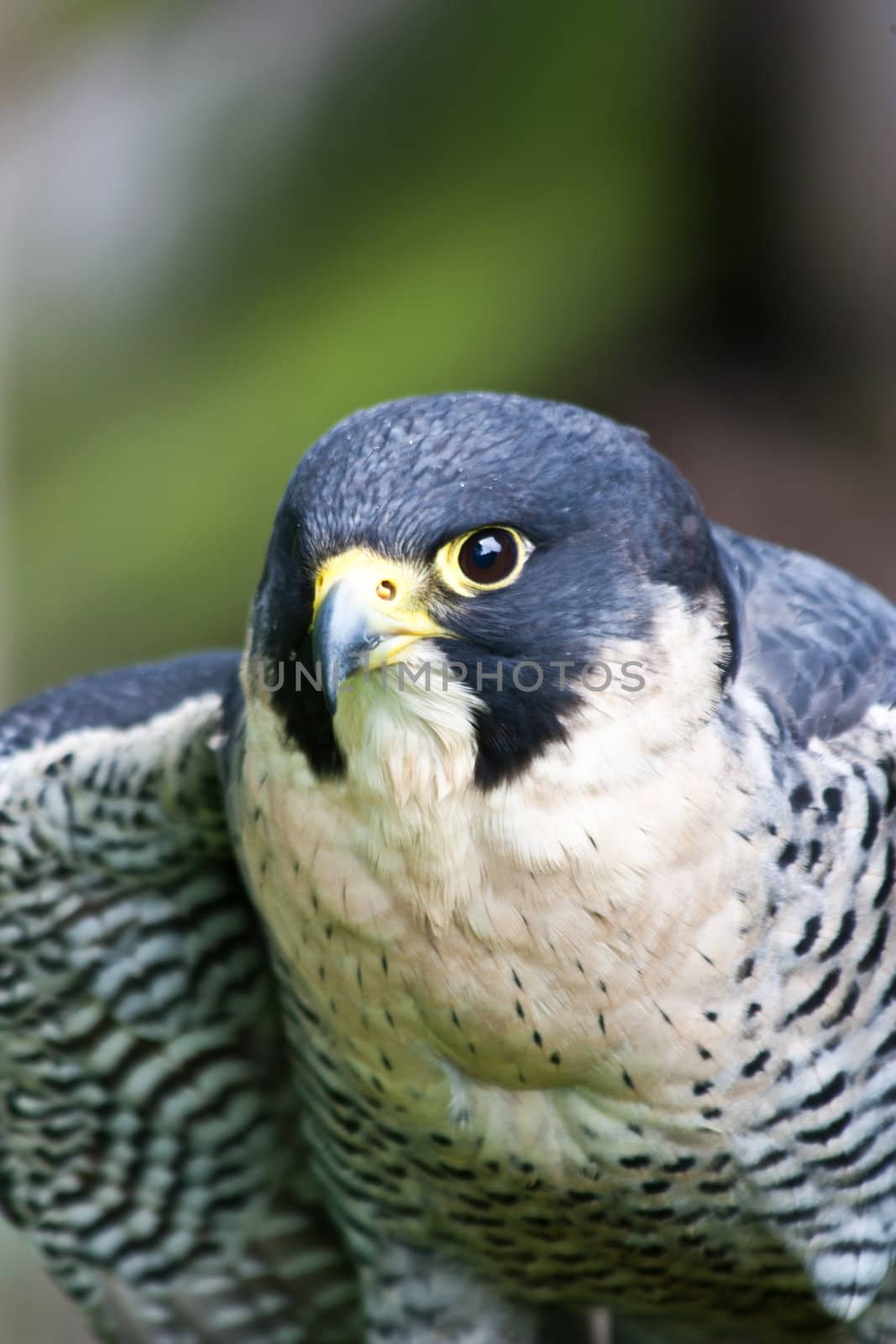 Falcon in a nature reserve, Sutherland, Scotland