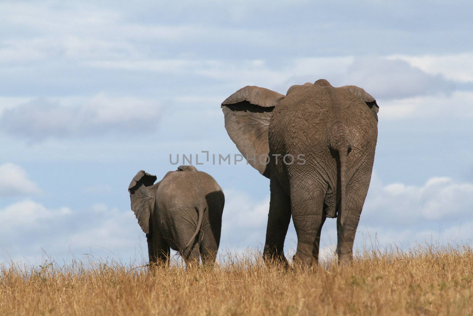 African elephant mother and cub in Masai Mara